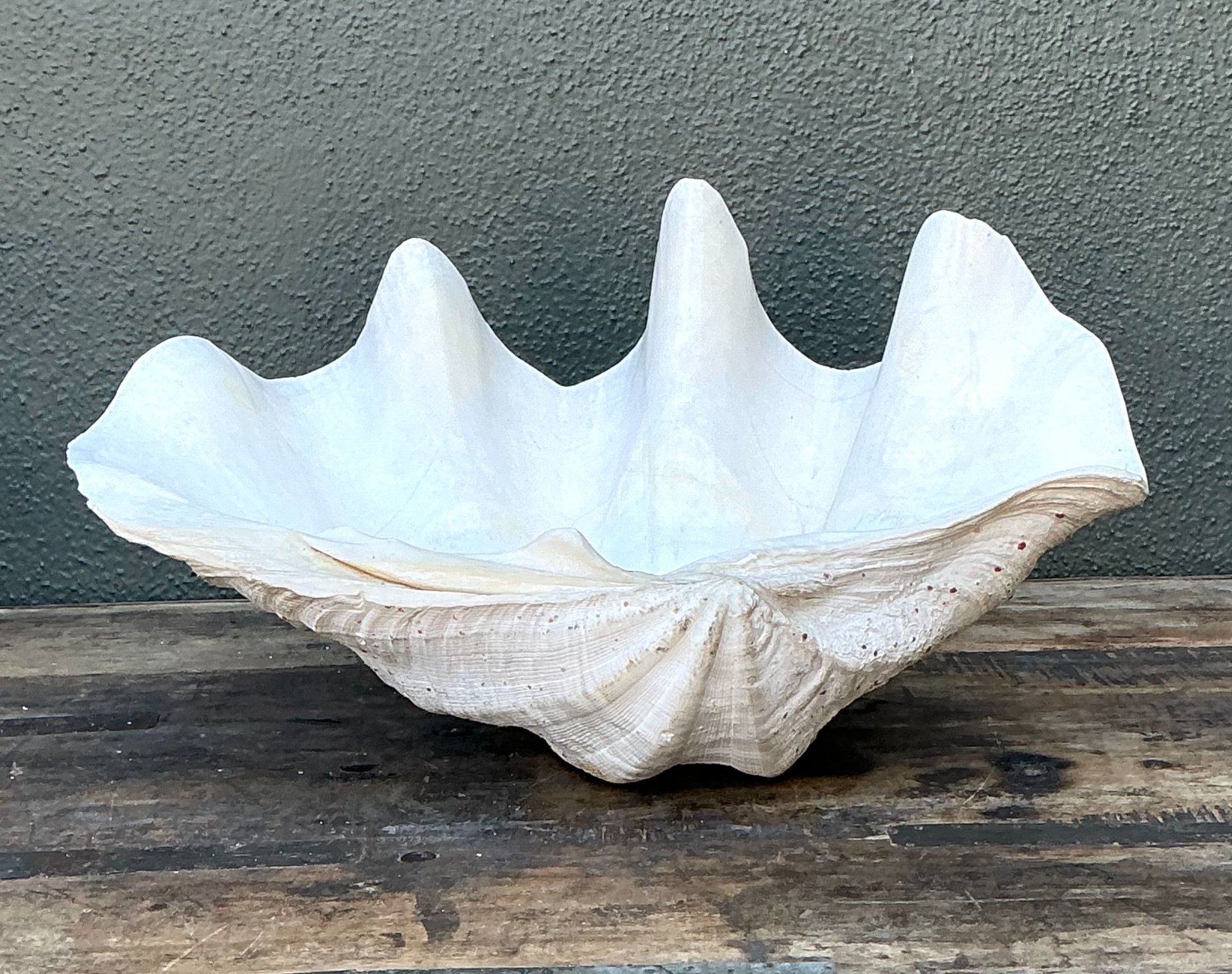 Vintage Gigas Giant Clamshell #14 - Side view
