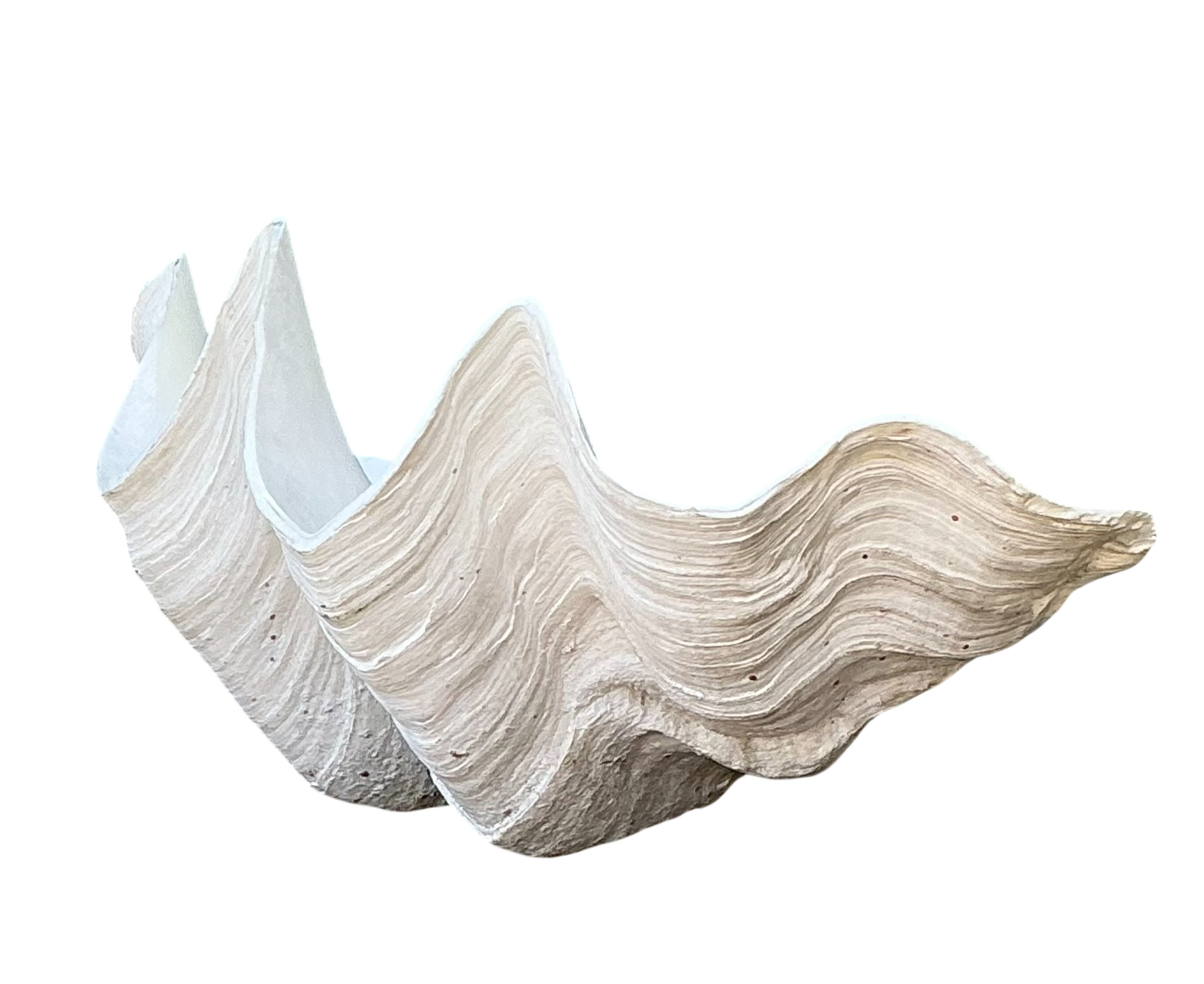 Vintage Gigas Giant Clamshell #14