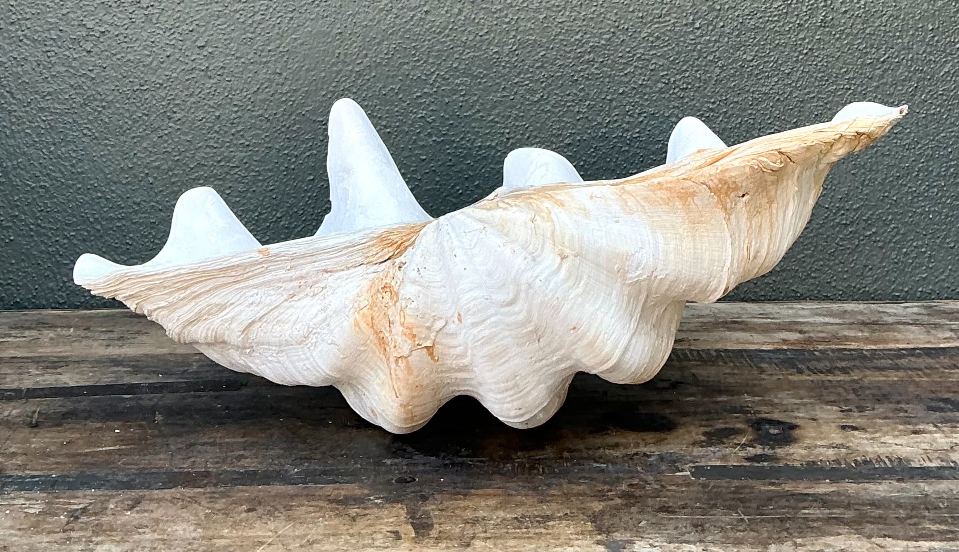 Vintage Gigas Giant Clamshell #15 - Side view