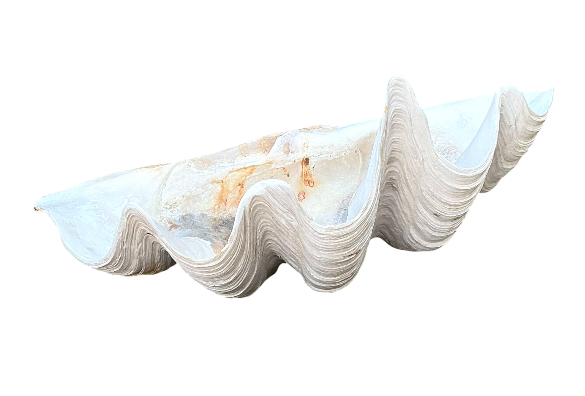 Vintage Gigas Giant Clamshell #15