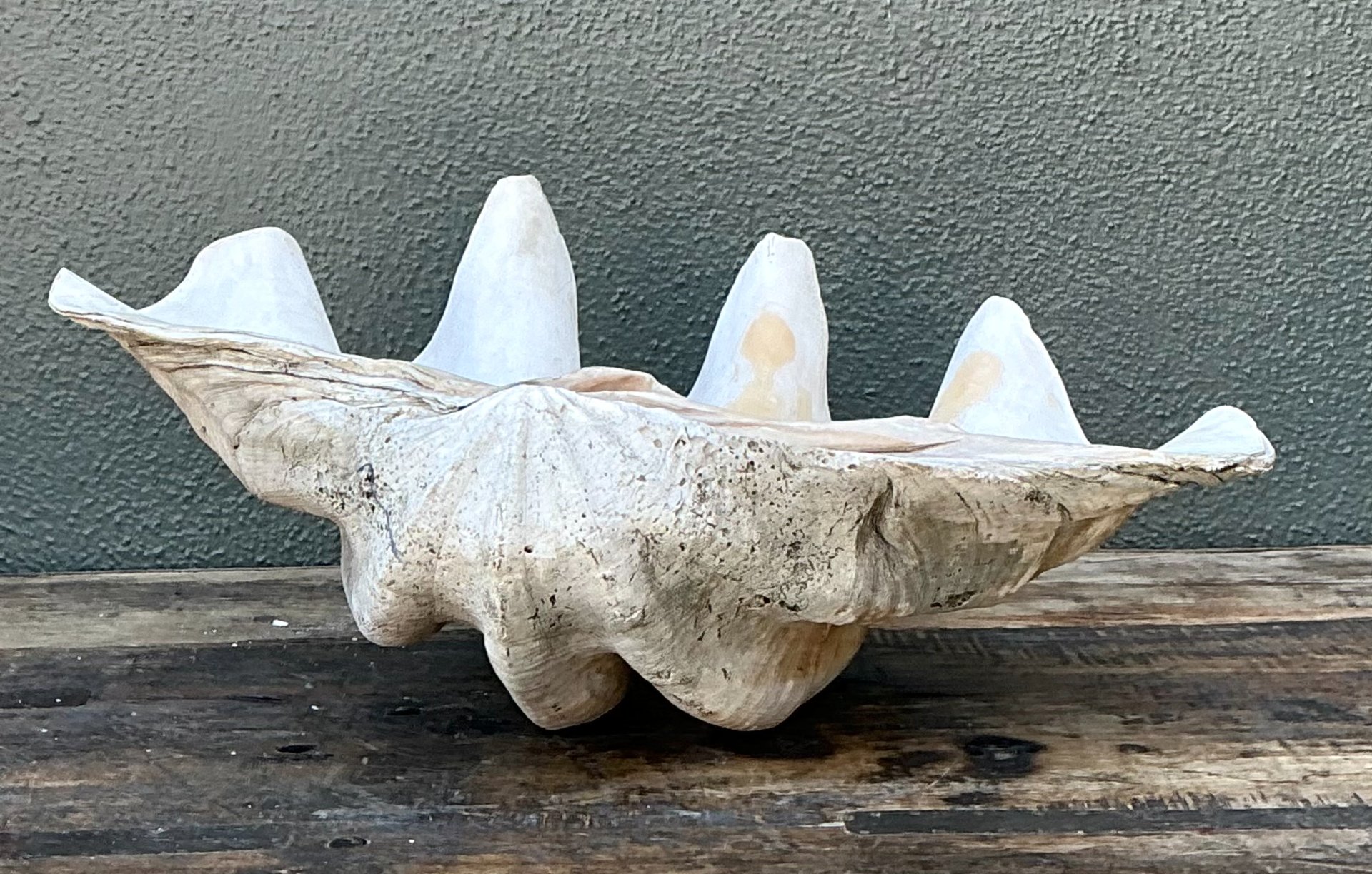Vintage Gigas Giant Clamshell #16 - Side view