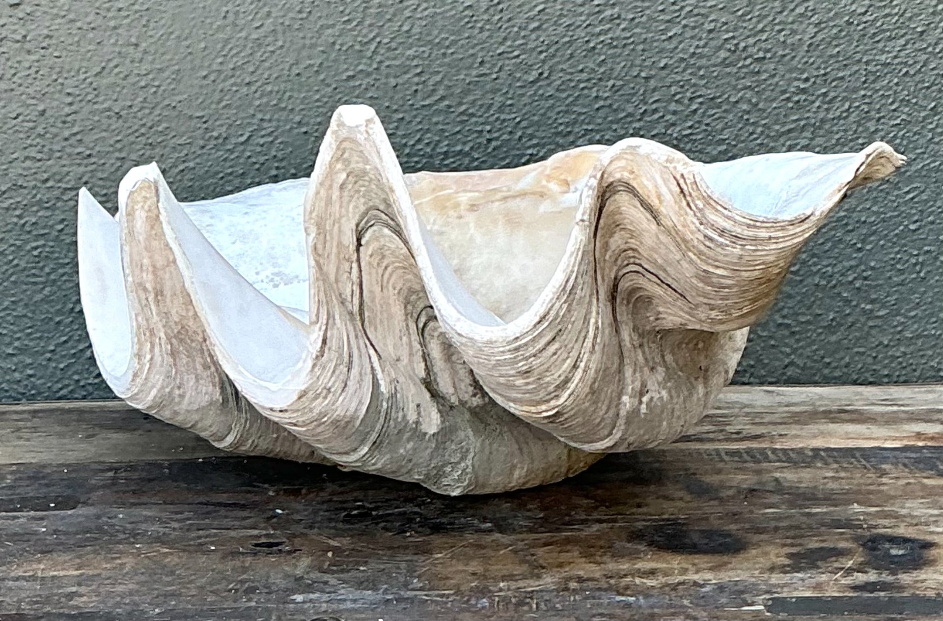 Vintage Gigas Giant Clamshell #16 - Back view
