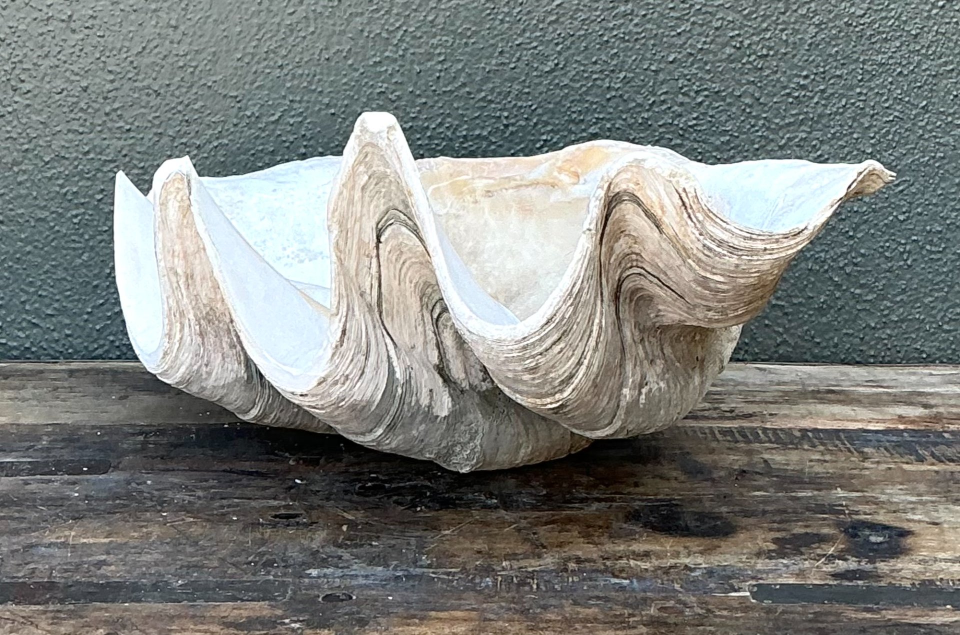 Vintage Gigas Giant Clamshell #16 - Top view