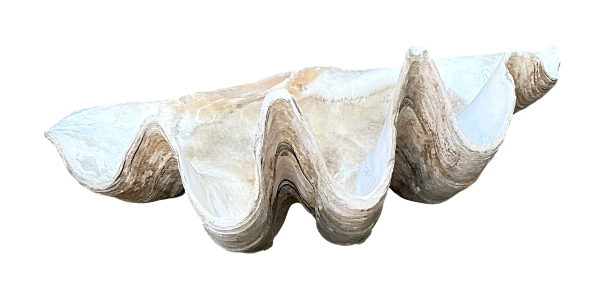 Vintage Gigas Giant Clamshell #16