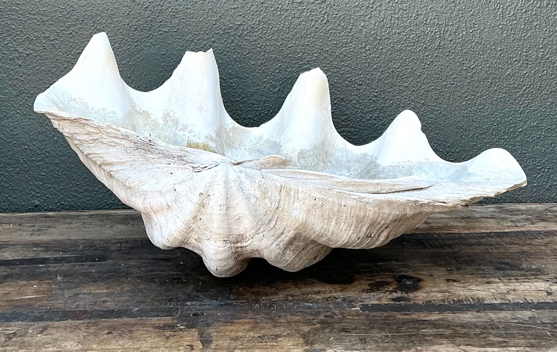 Vintage Gigas Giant Clamshell #17 - Side view