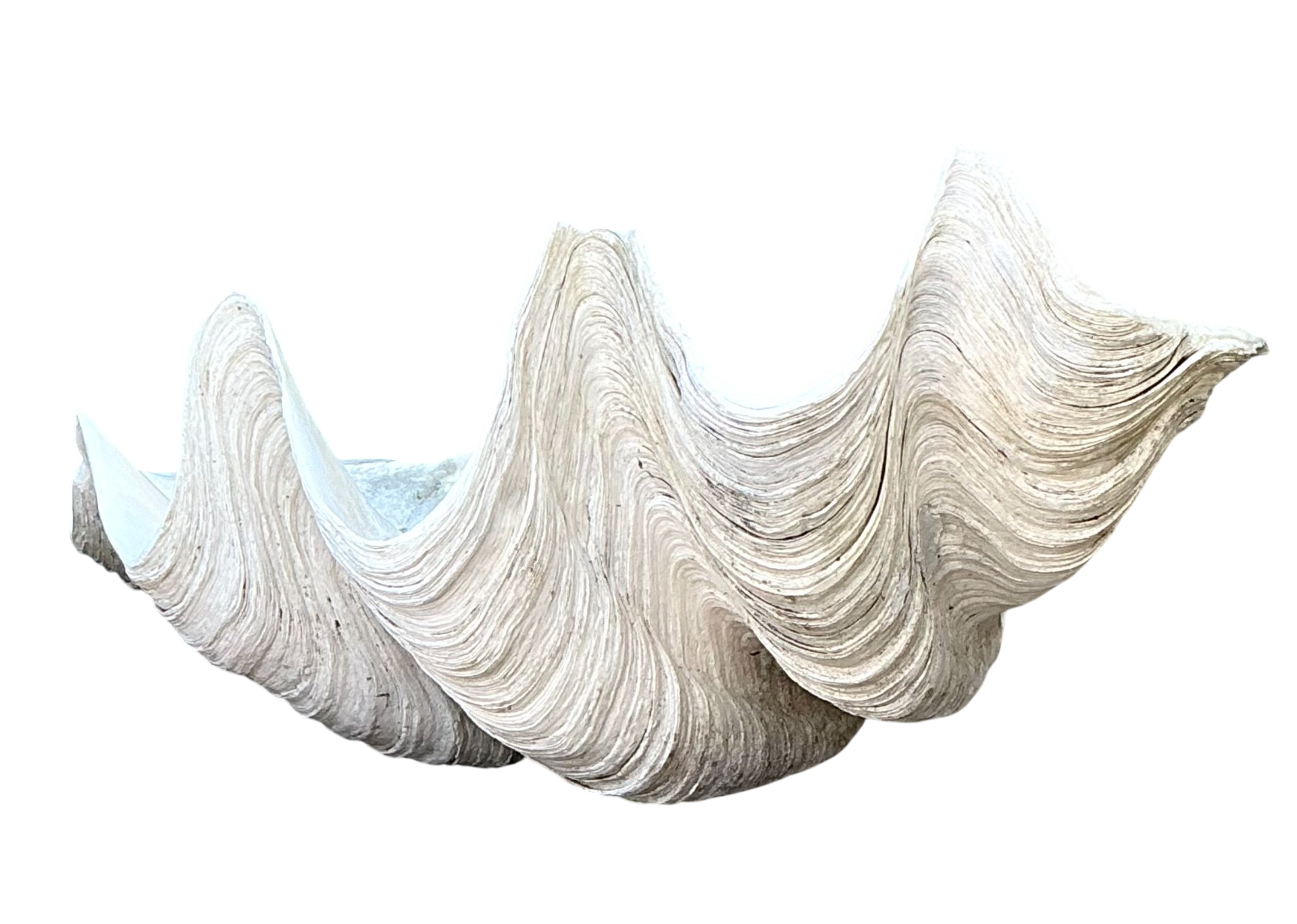 Vintage Gigas Giant Clamshell #17