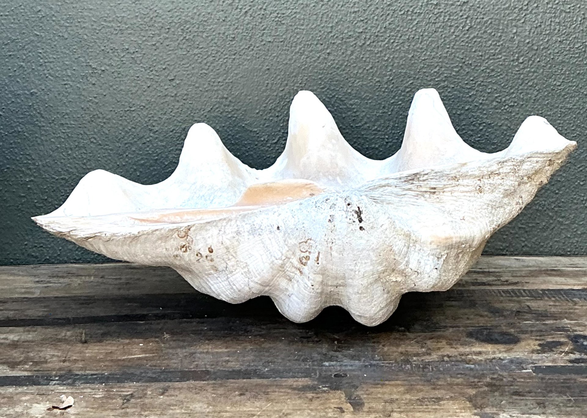 Vintage Gigas Giant Clamshell #18 - Side view
