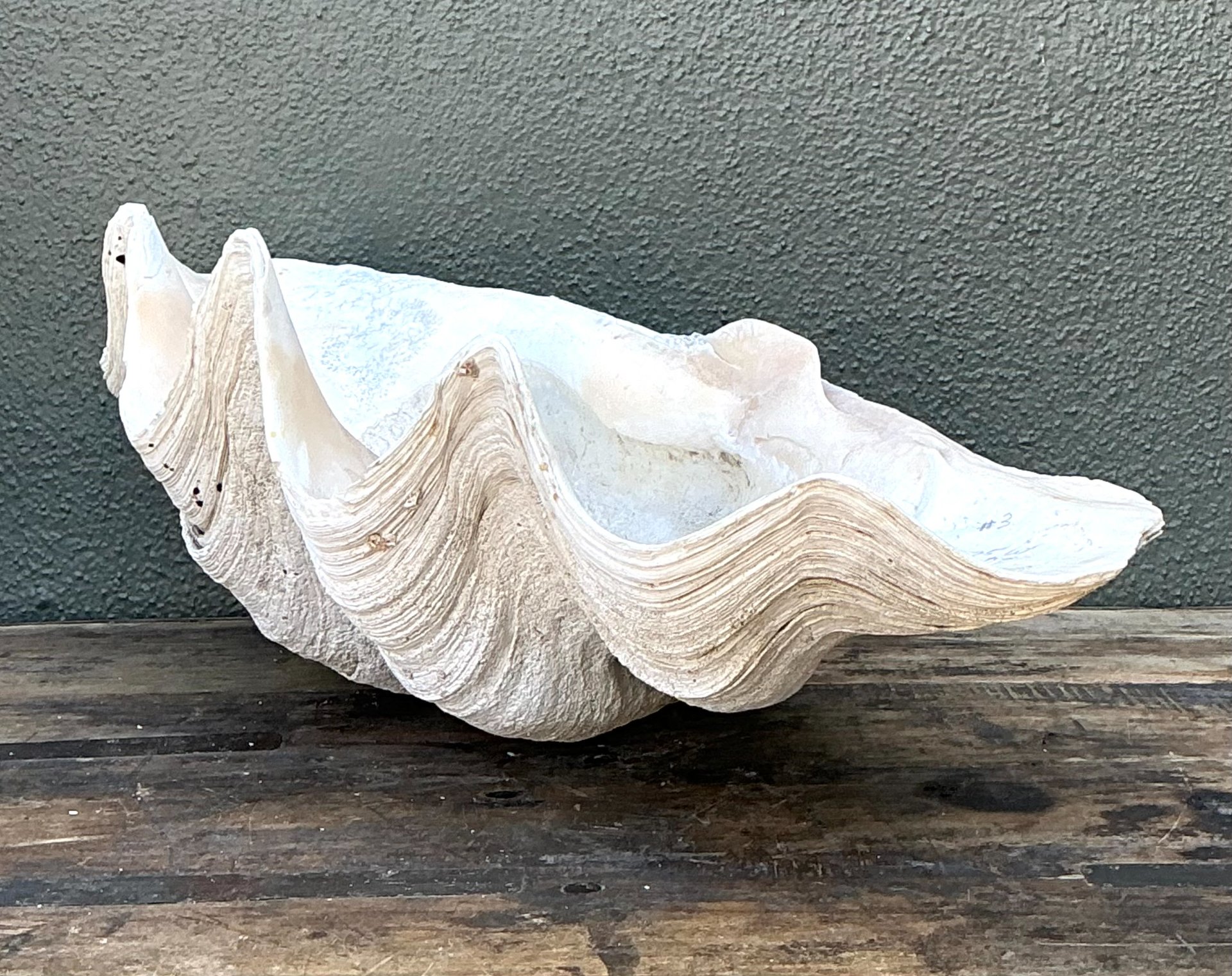 Vintage Gigas Giant Clamshell #18 - Detail view