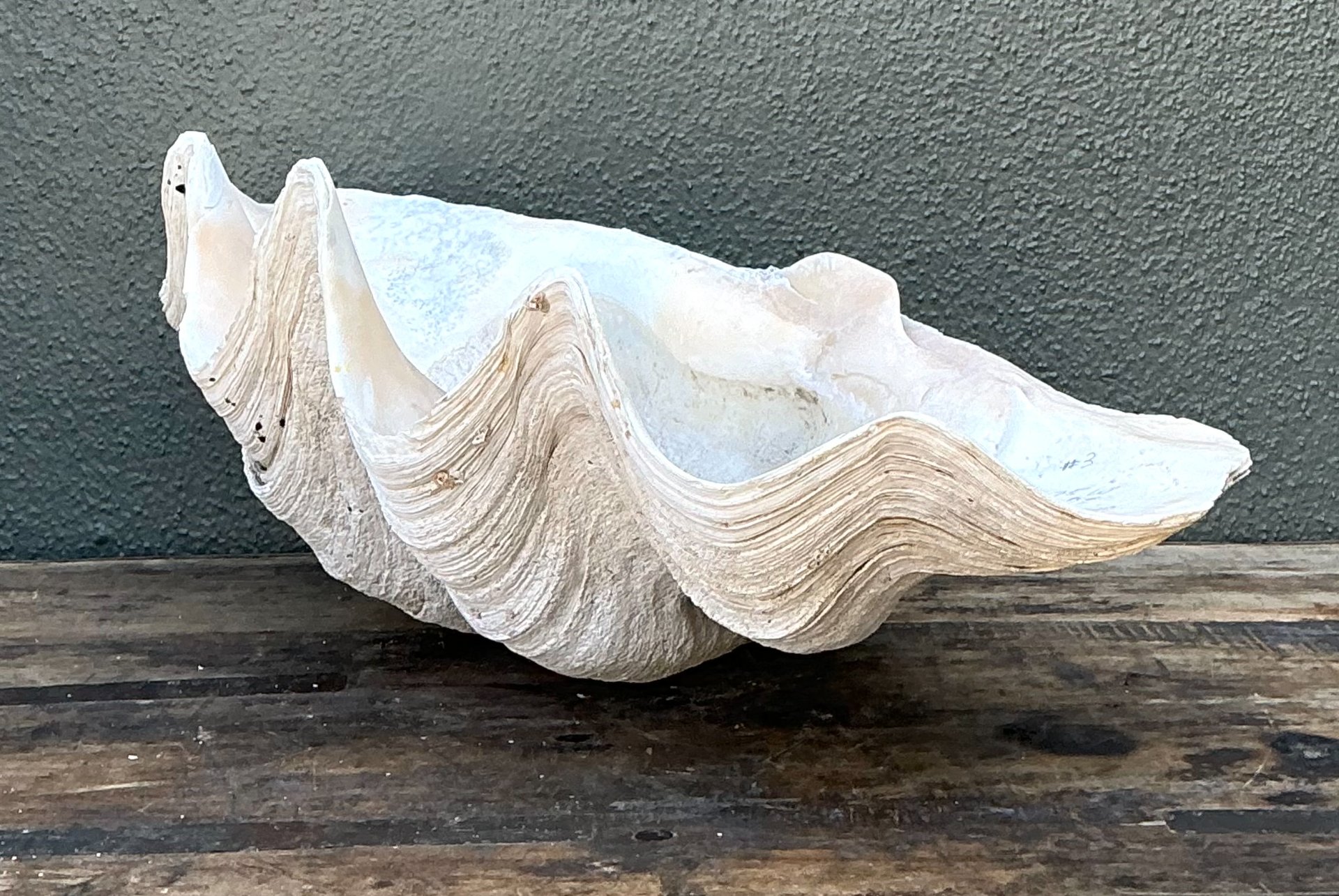 Vintage Gigas Giant Clamshell #18 - Top view