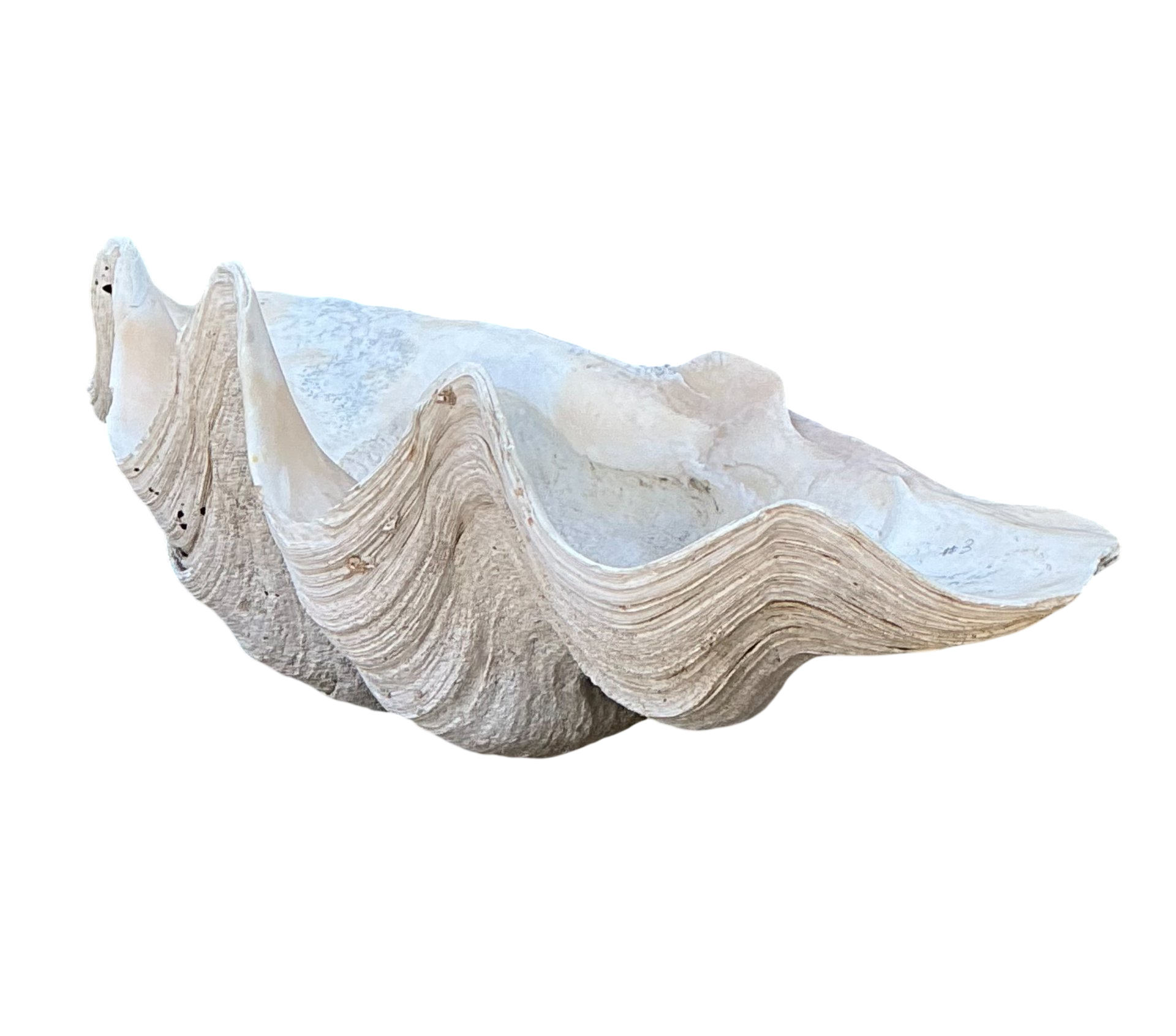 Vintage Gigas Giant Clamshell #18