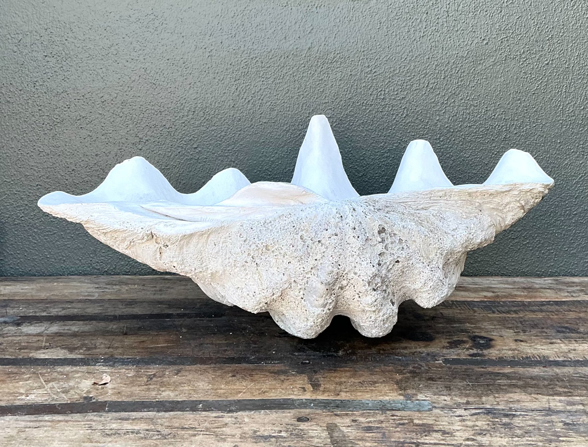 Vintage Gigas Giant Clamshell #19 - Side view