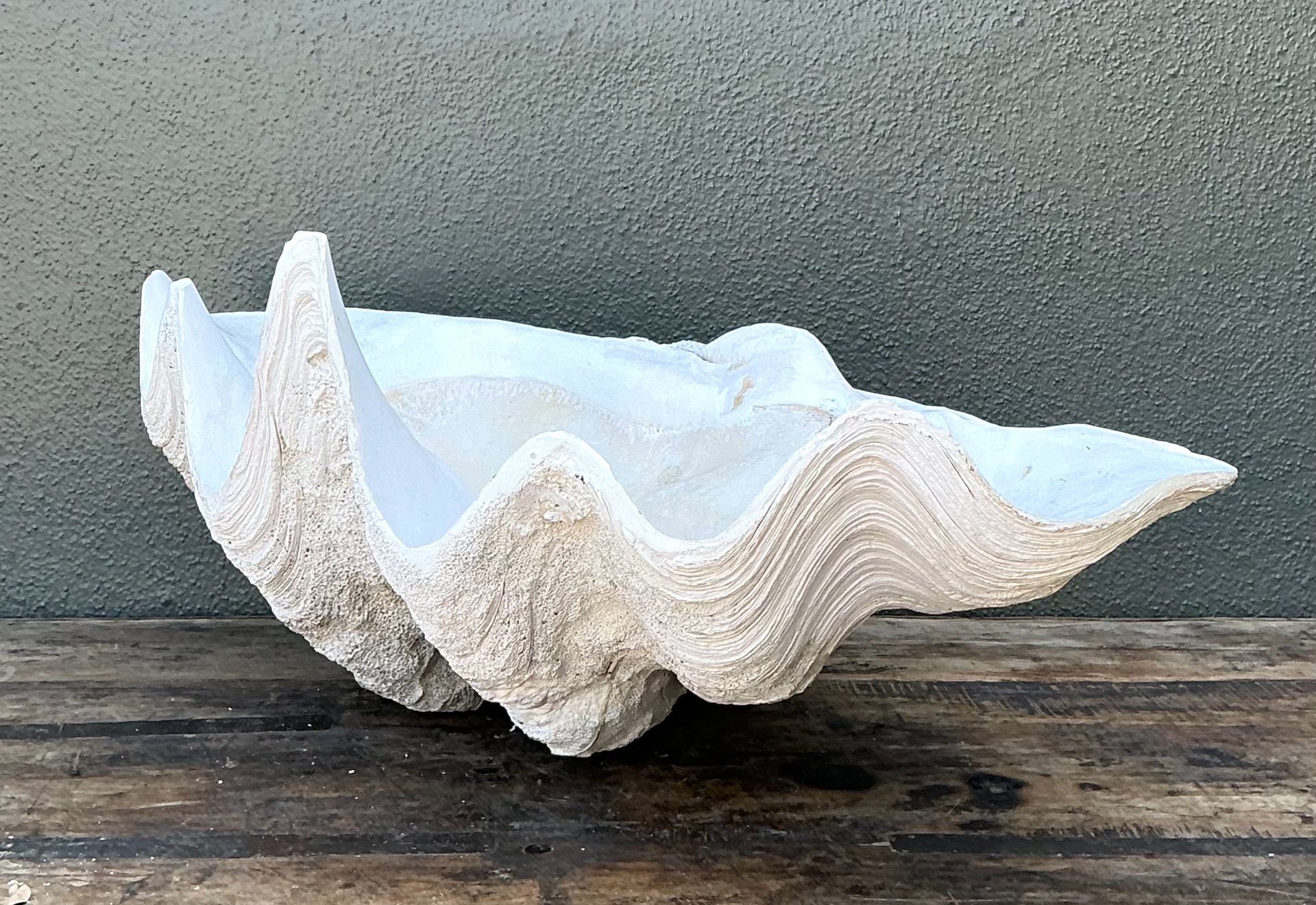 Vintage Gigas Giant Clamshell #19 - Detail view