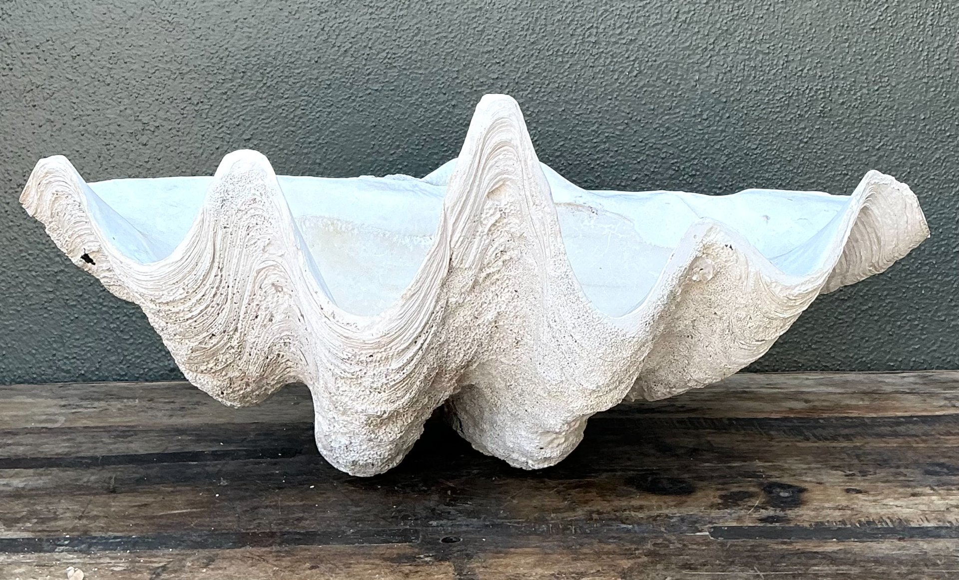 Vintage Gigas Giant Clamshell #19 - Back view