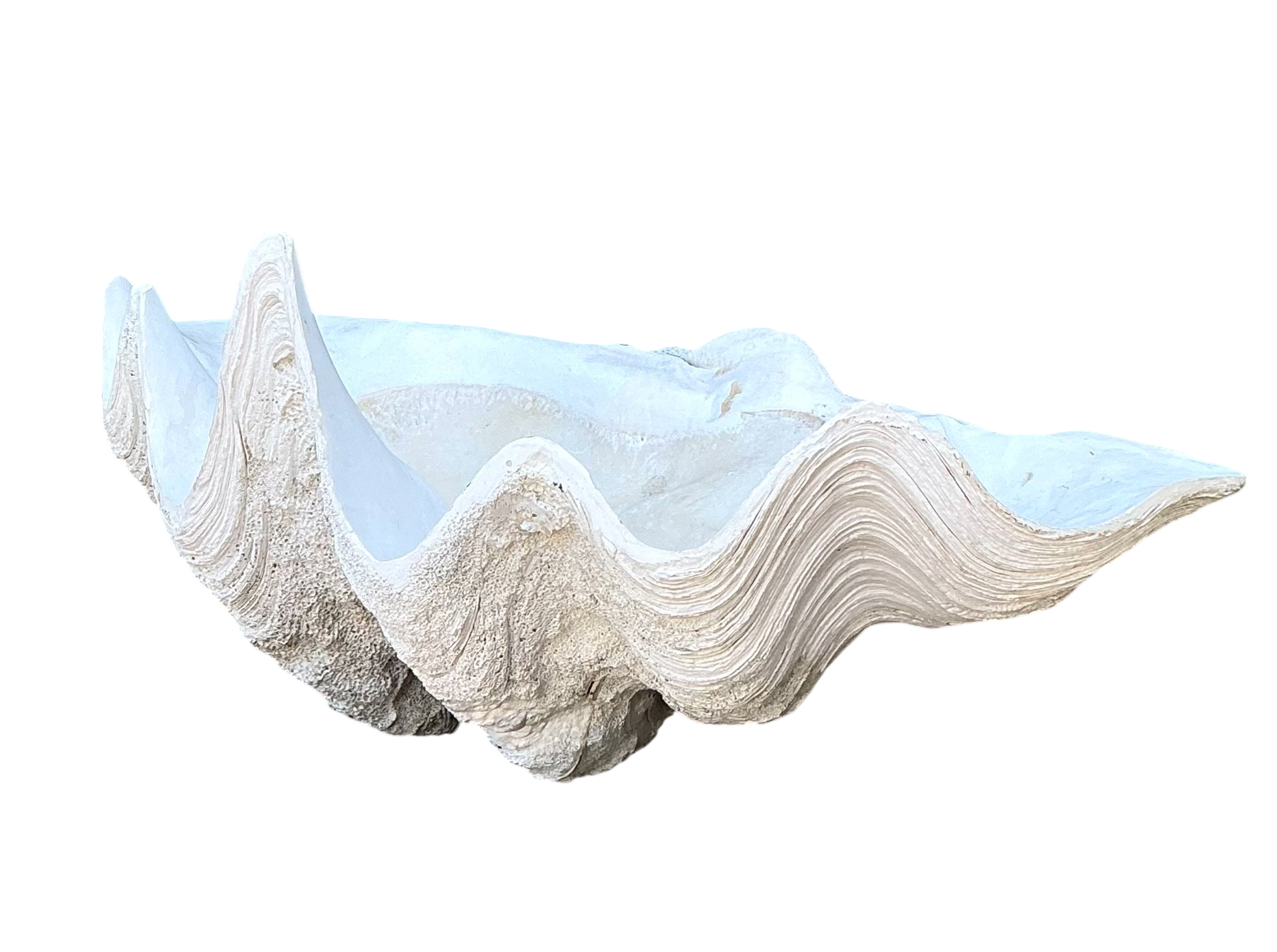 Vintage Gigas Giant Clamshell #19