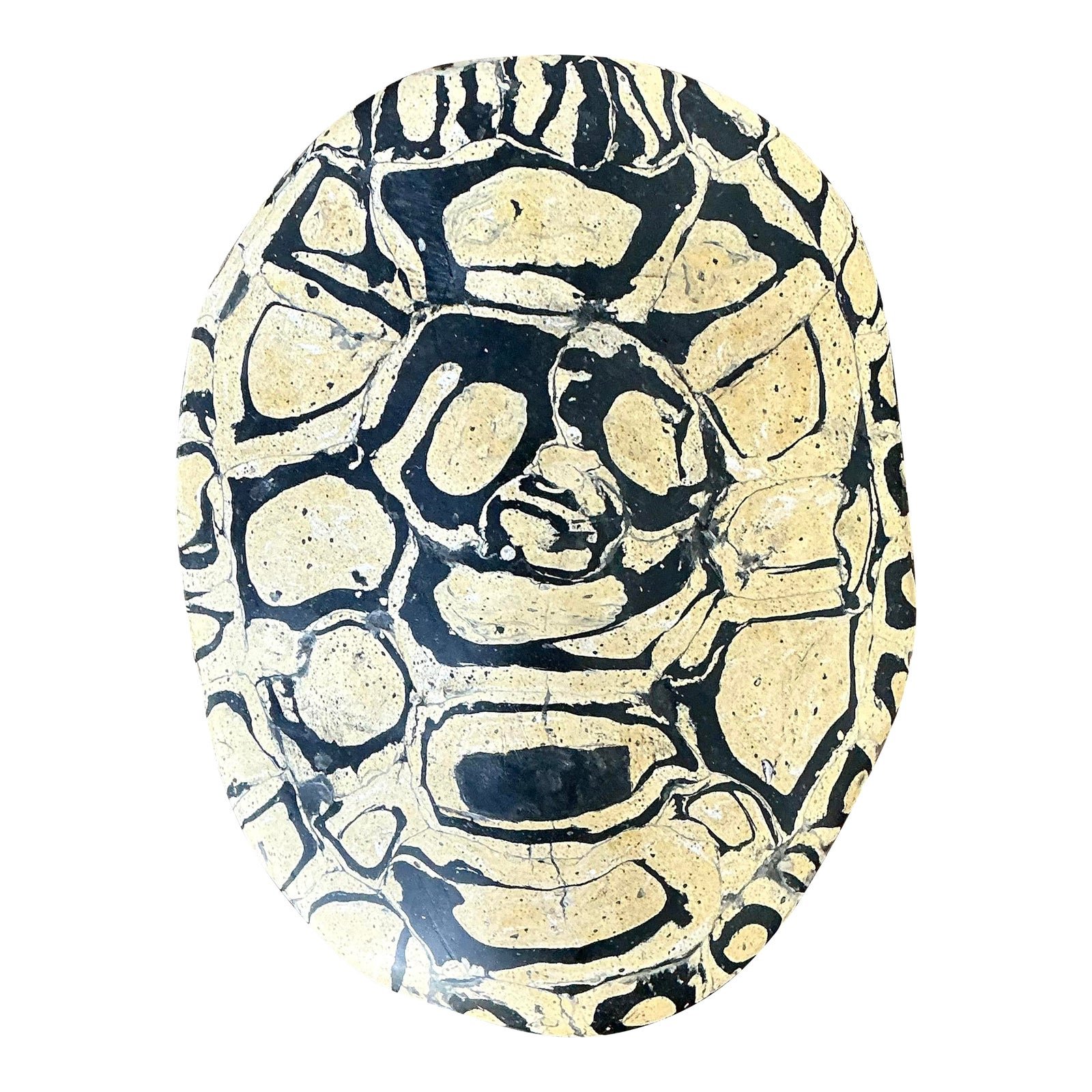 Vintage Italian Scagliola Pigmented Plaster Turtle Shell