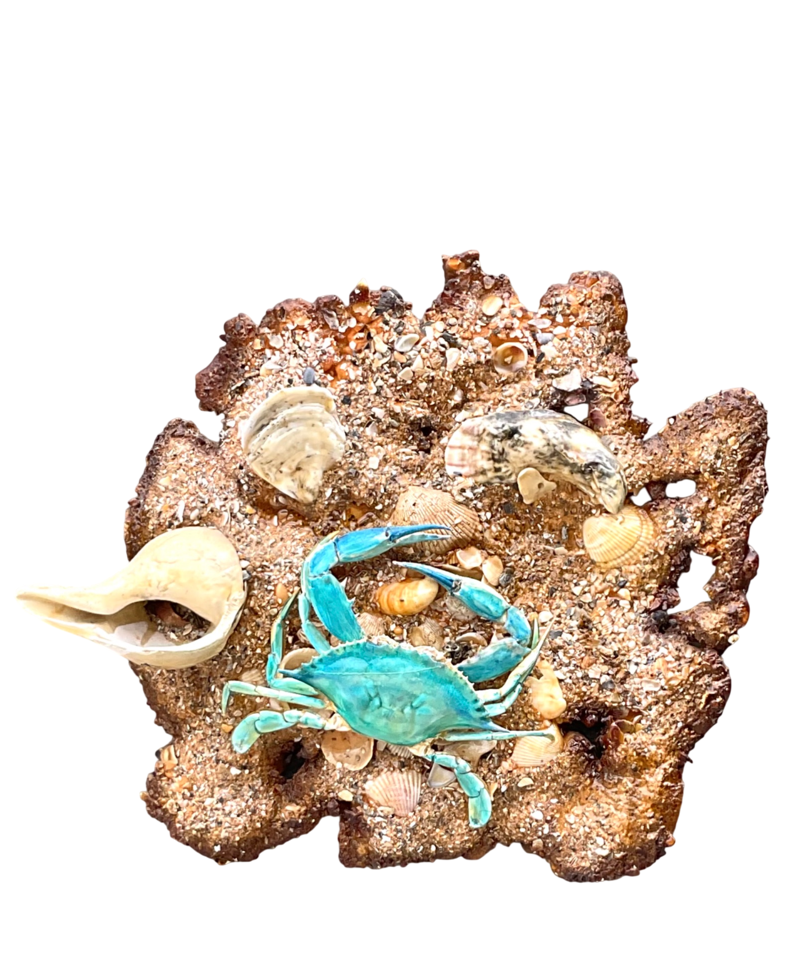 Vintage Coastal Crab and Shells Wall Art