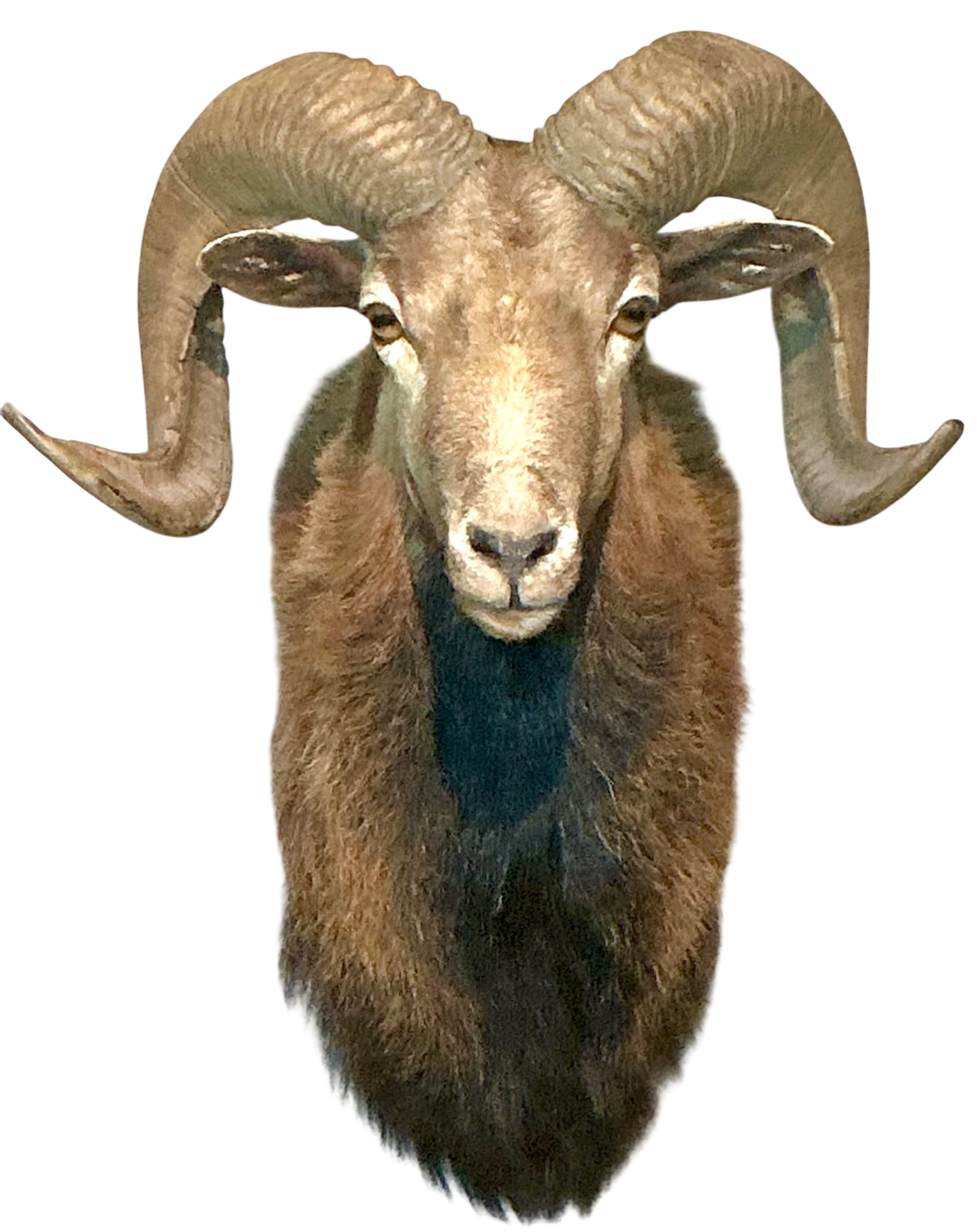 Vintage Ram Taxidermy Wall Mount