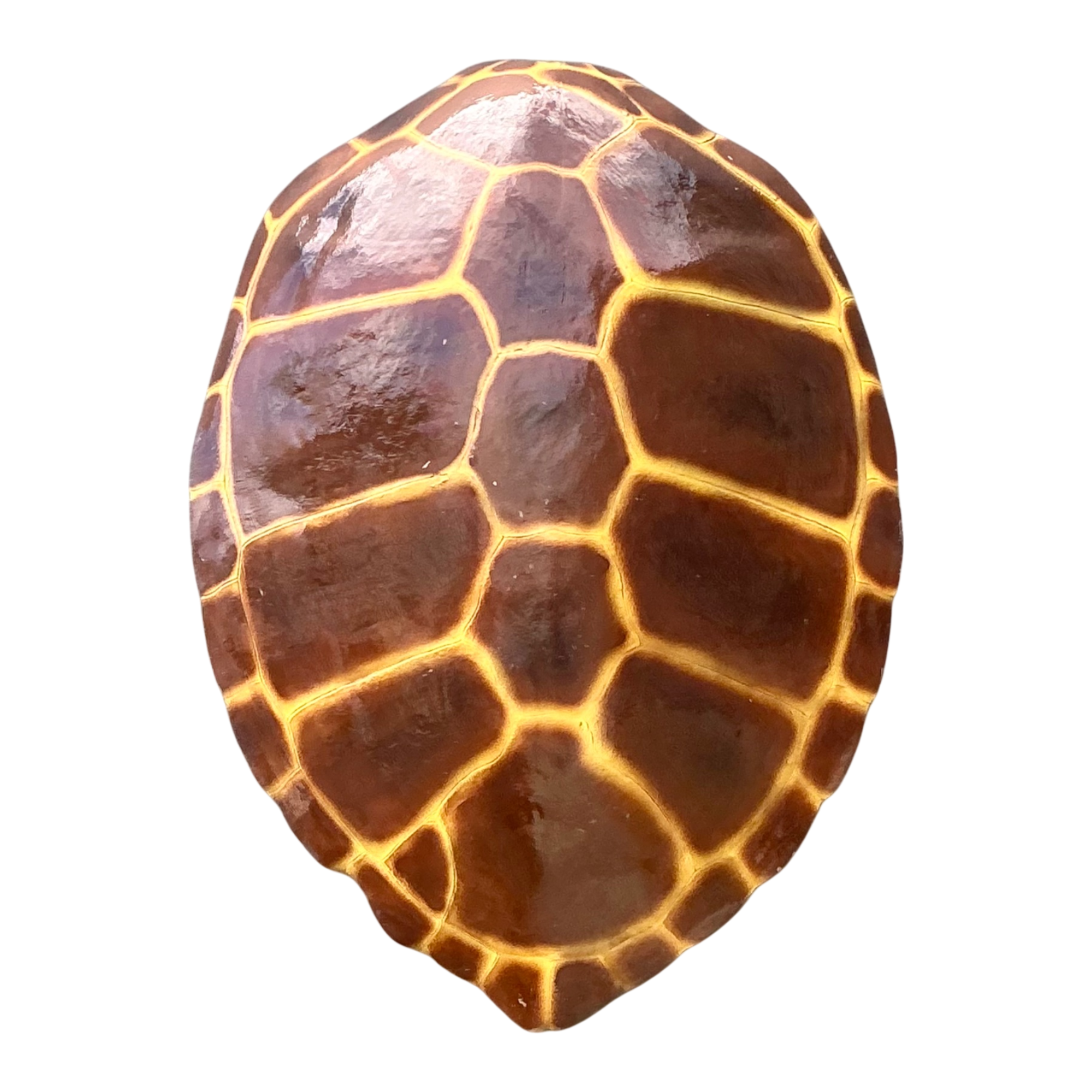 Vintage Monumental Faux Tortoise Shell
