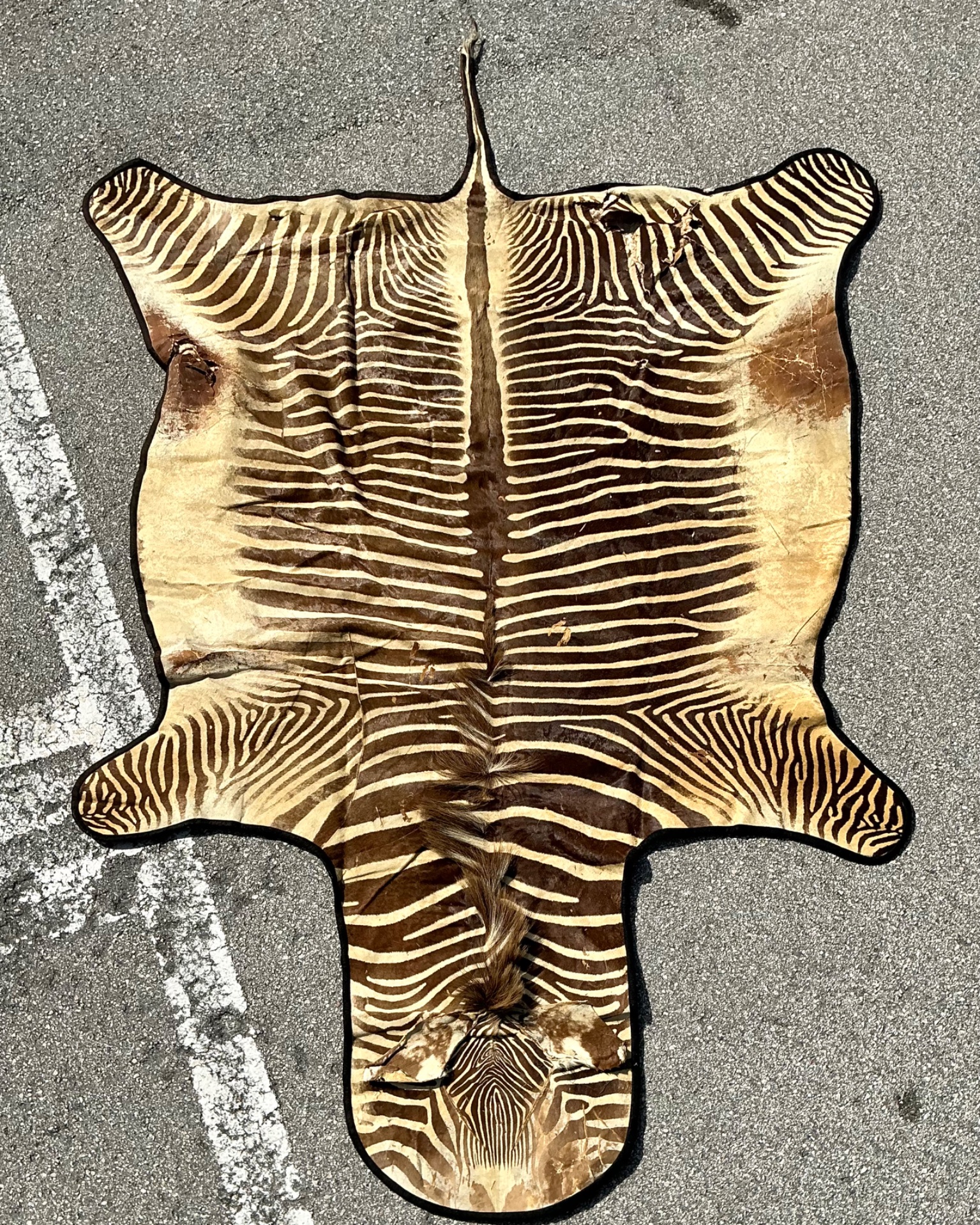 Vintage Zebra Hide Rug - Top view