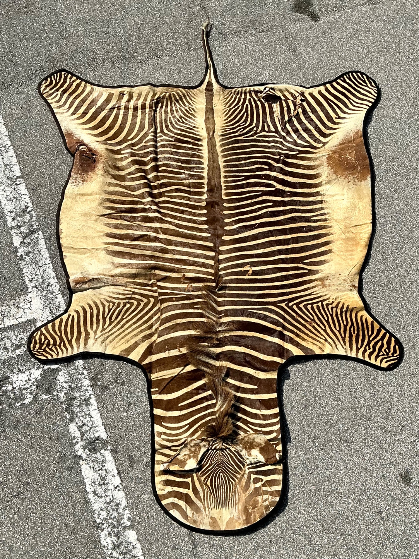 Vintage Zebra Hide Rug - Back view