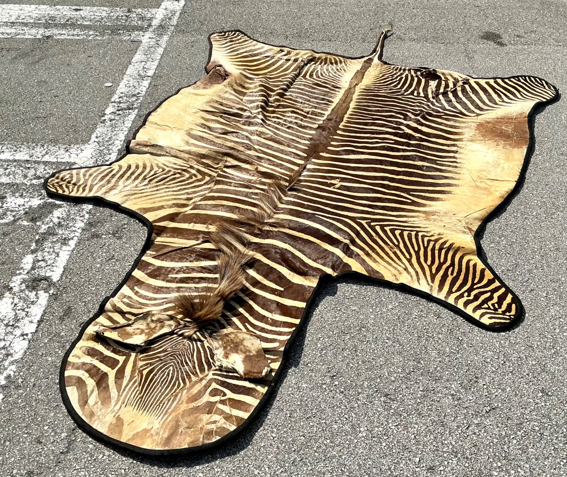 Vintage Zebra Hide Rug - Side view