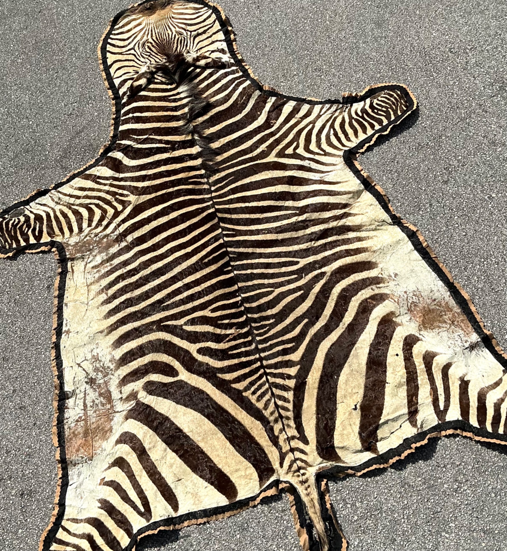 Vintage Zebra Hide Rug - Side view