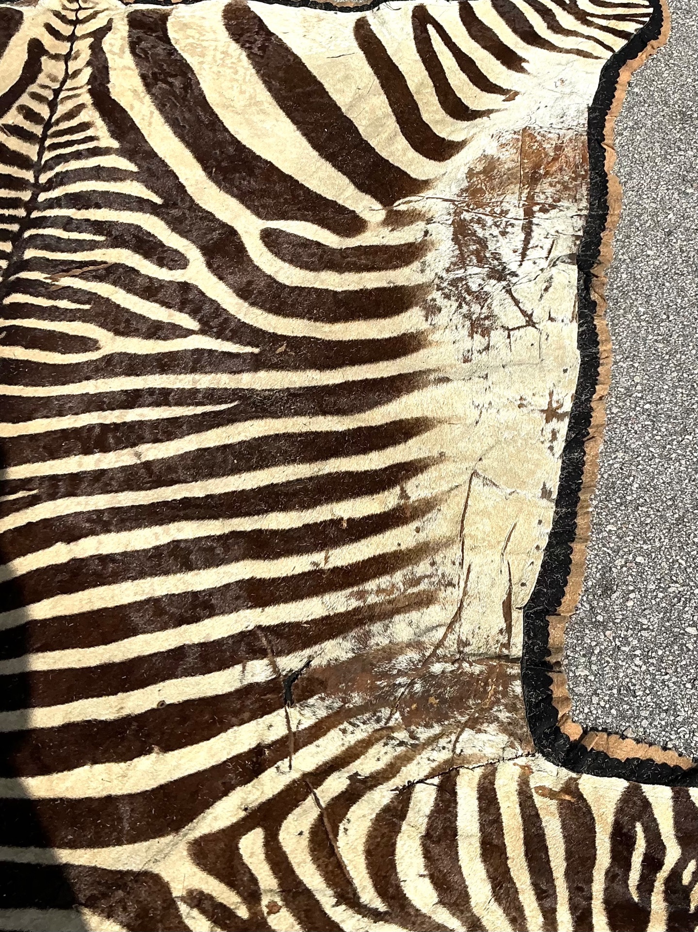 Vintage Zebra Hide Rug - Back view