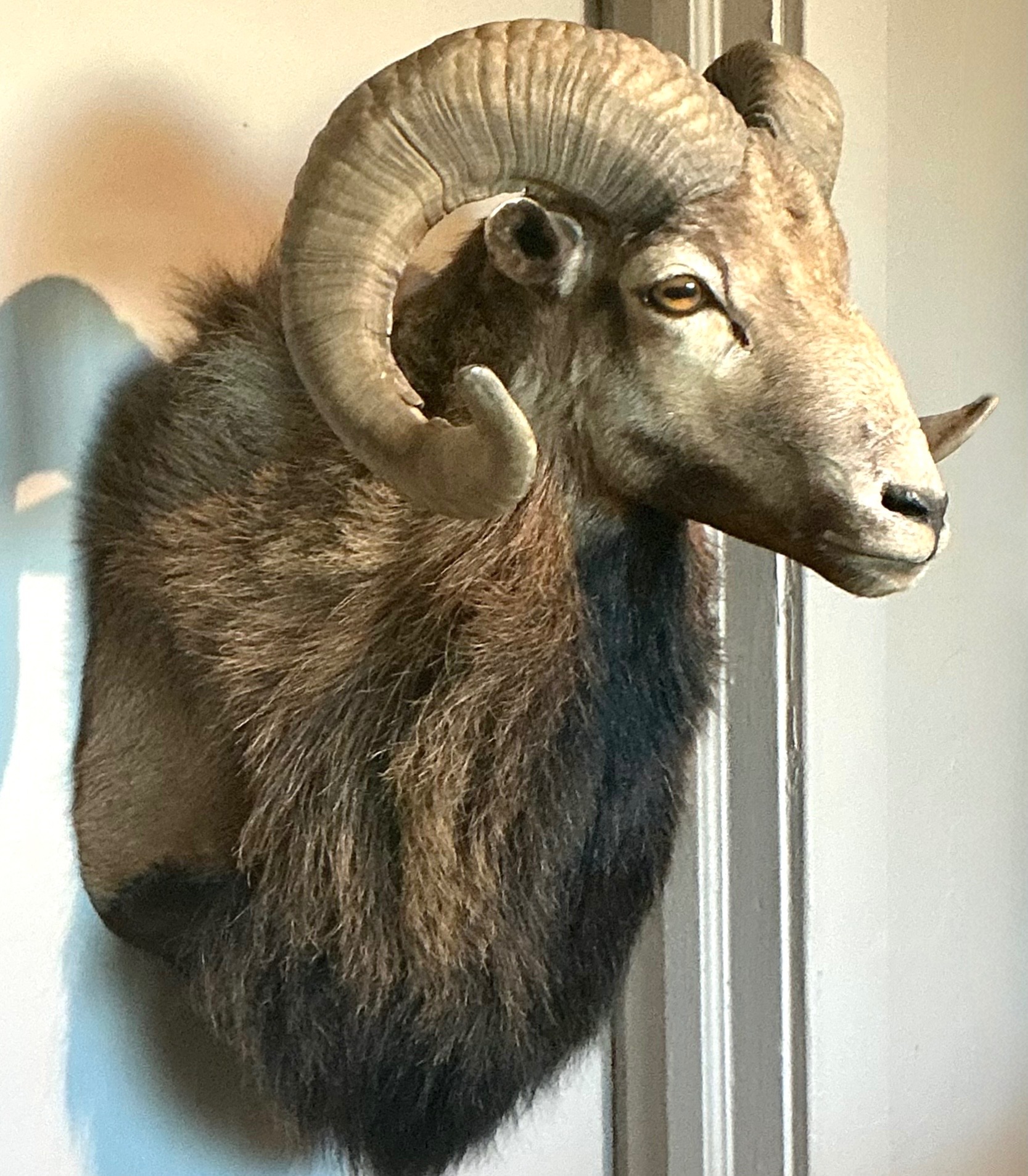 Vintage Ram Taxidermy Wall Mount - Detail view