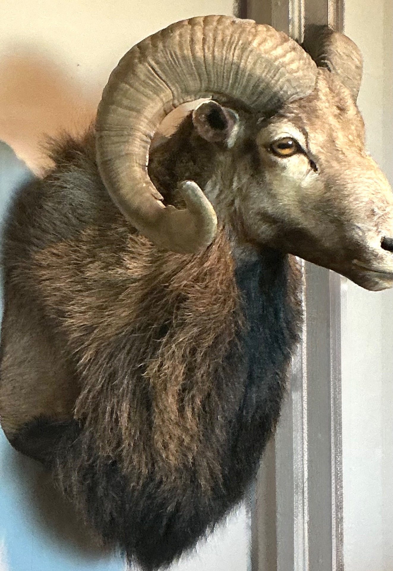 Vintage Ram Taxidermy Wall Mount - Back view