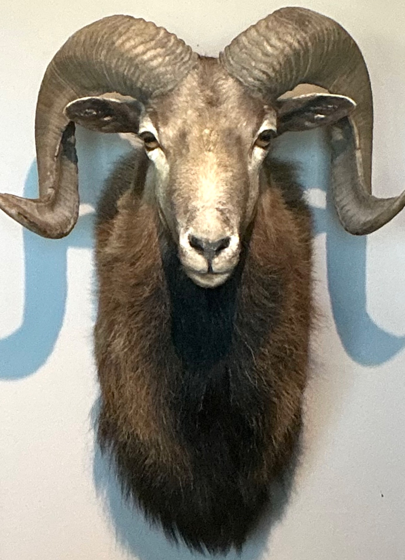 Vintage Ram Taxidermy Wall Mount - Side view
