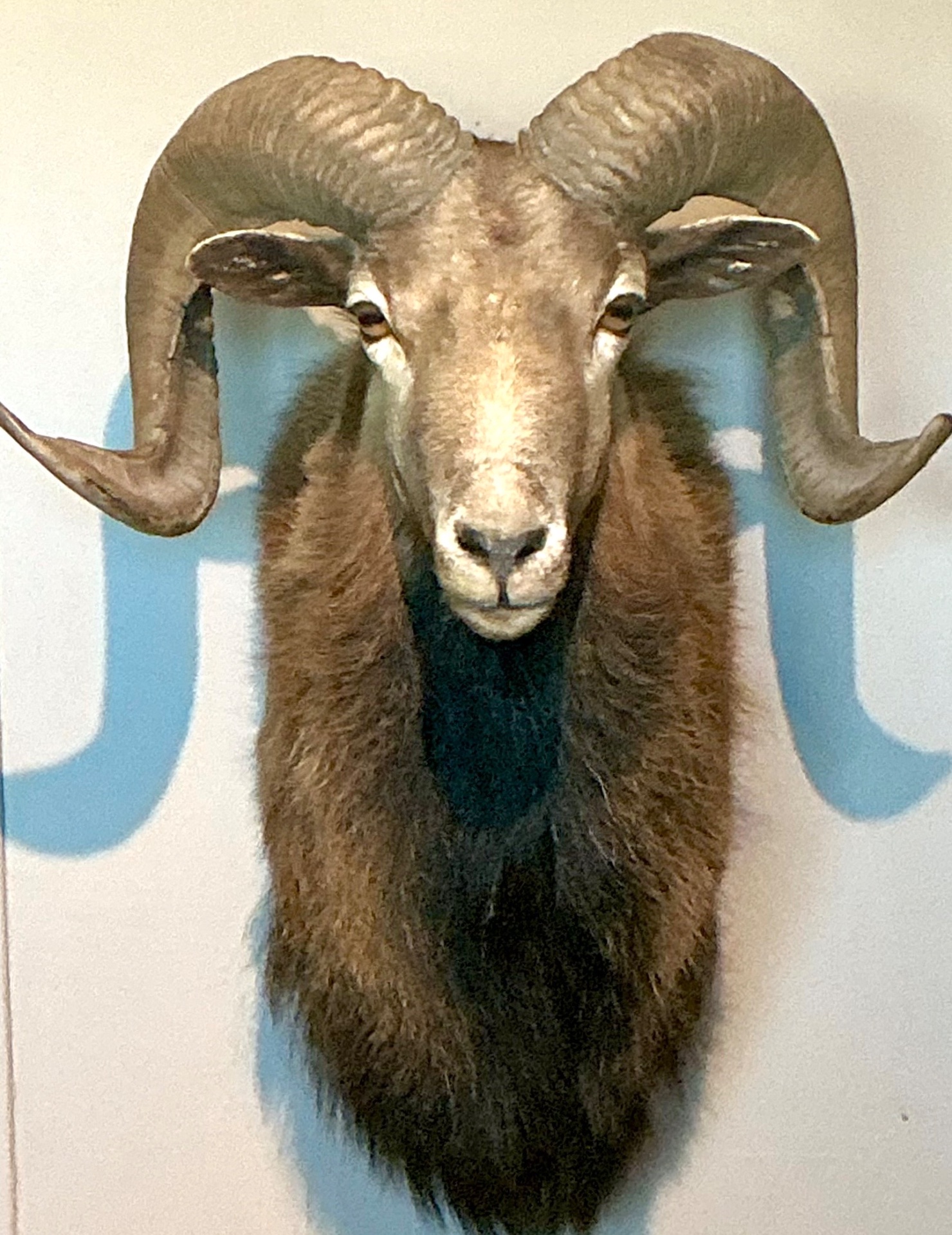 Vintage Ram Taxidermy Wall Mount - Top view