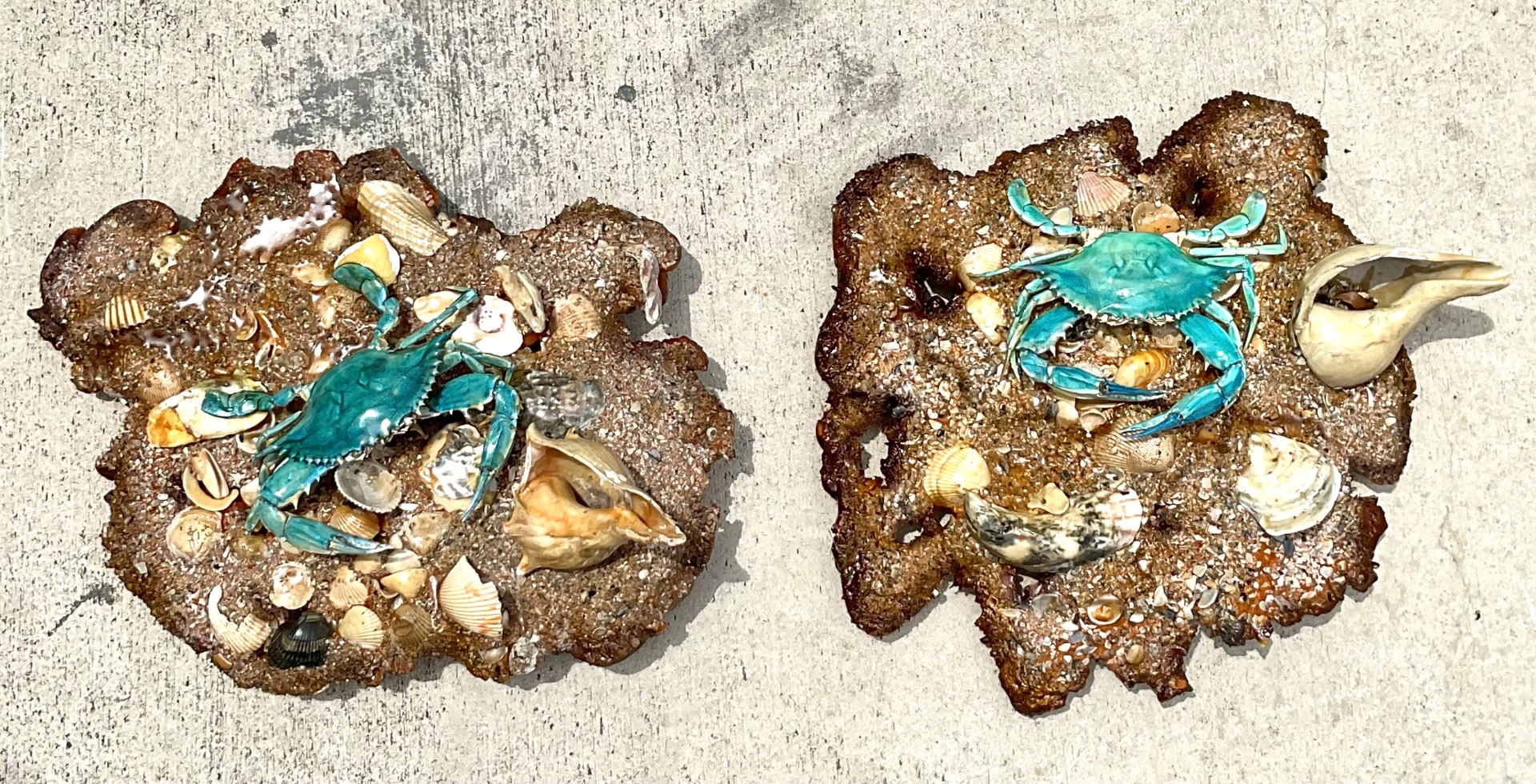 Vintage Coastal Crab and Shells Wall Art - Top view