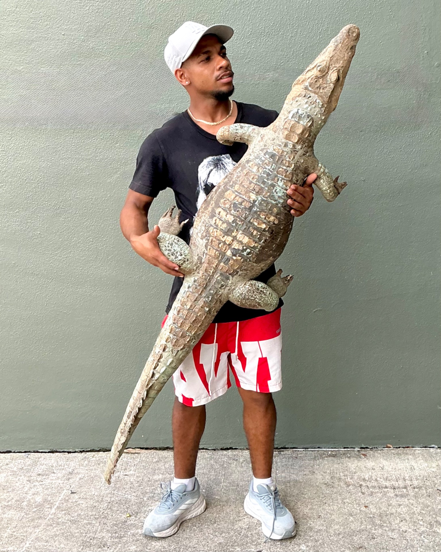 Vintage MCM Taxidermy Alligator - Top view