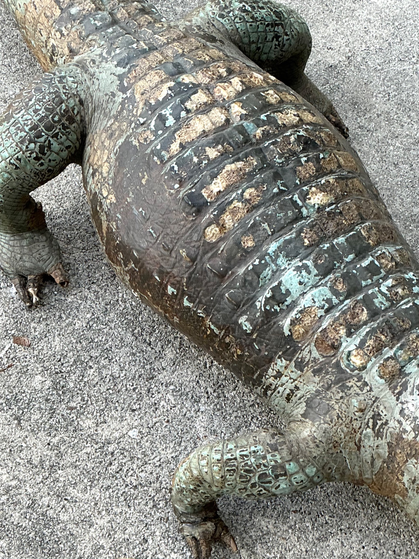 Vintage MCM Taxidermy Alligator - Back view