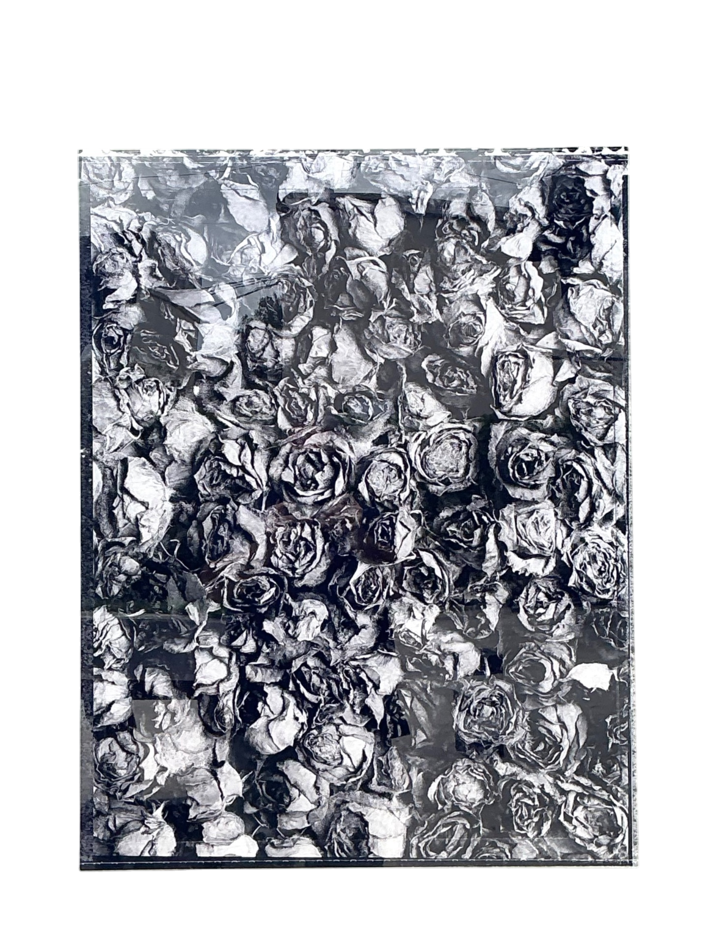 Vintage 1993 Mauricio Donelli “”A Thousand Of Roses” Photograph On Plexi