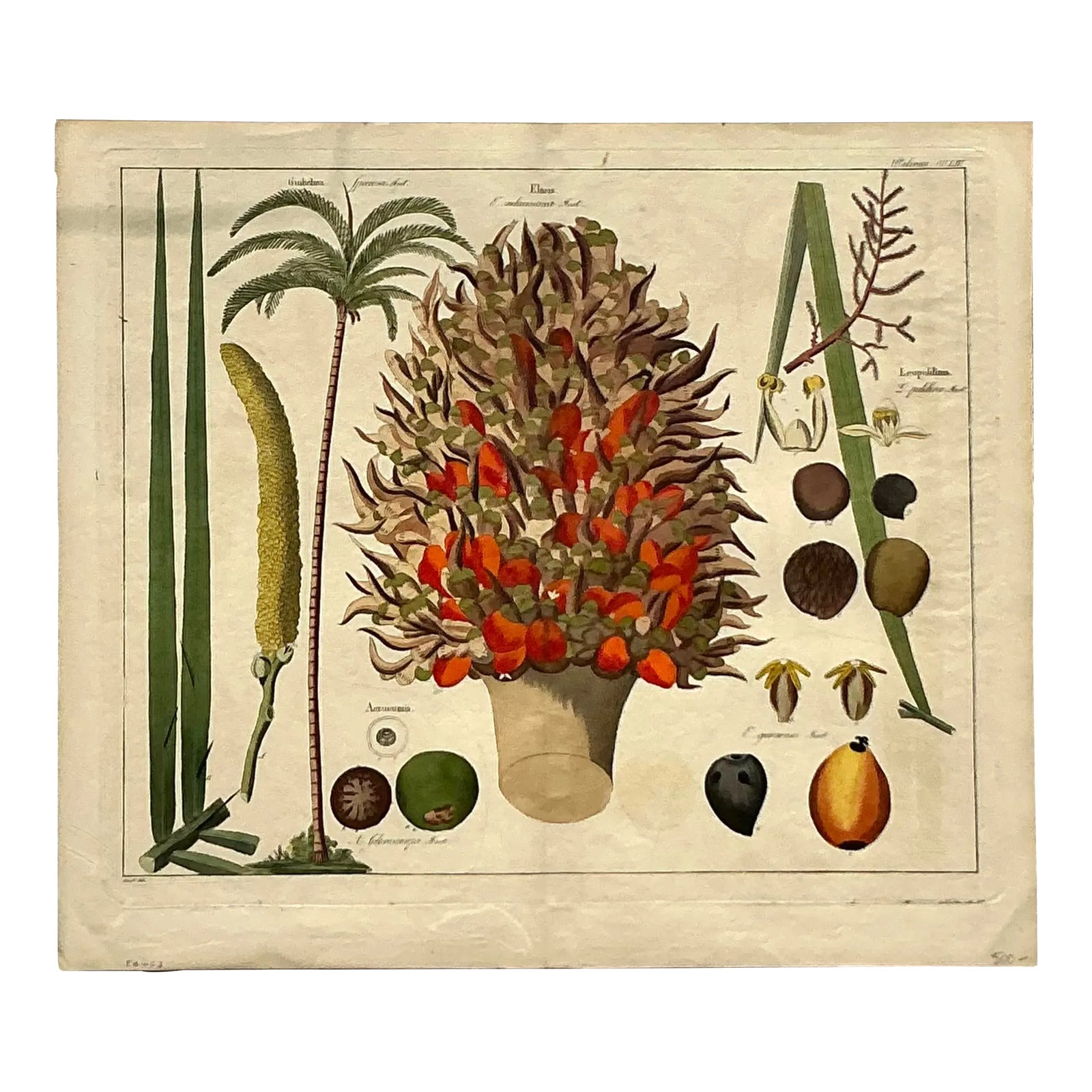 Vintage Boho Botanical Engraving