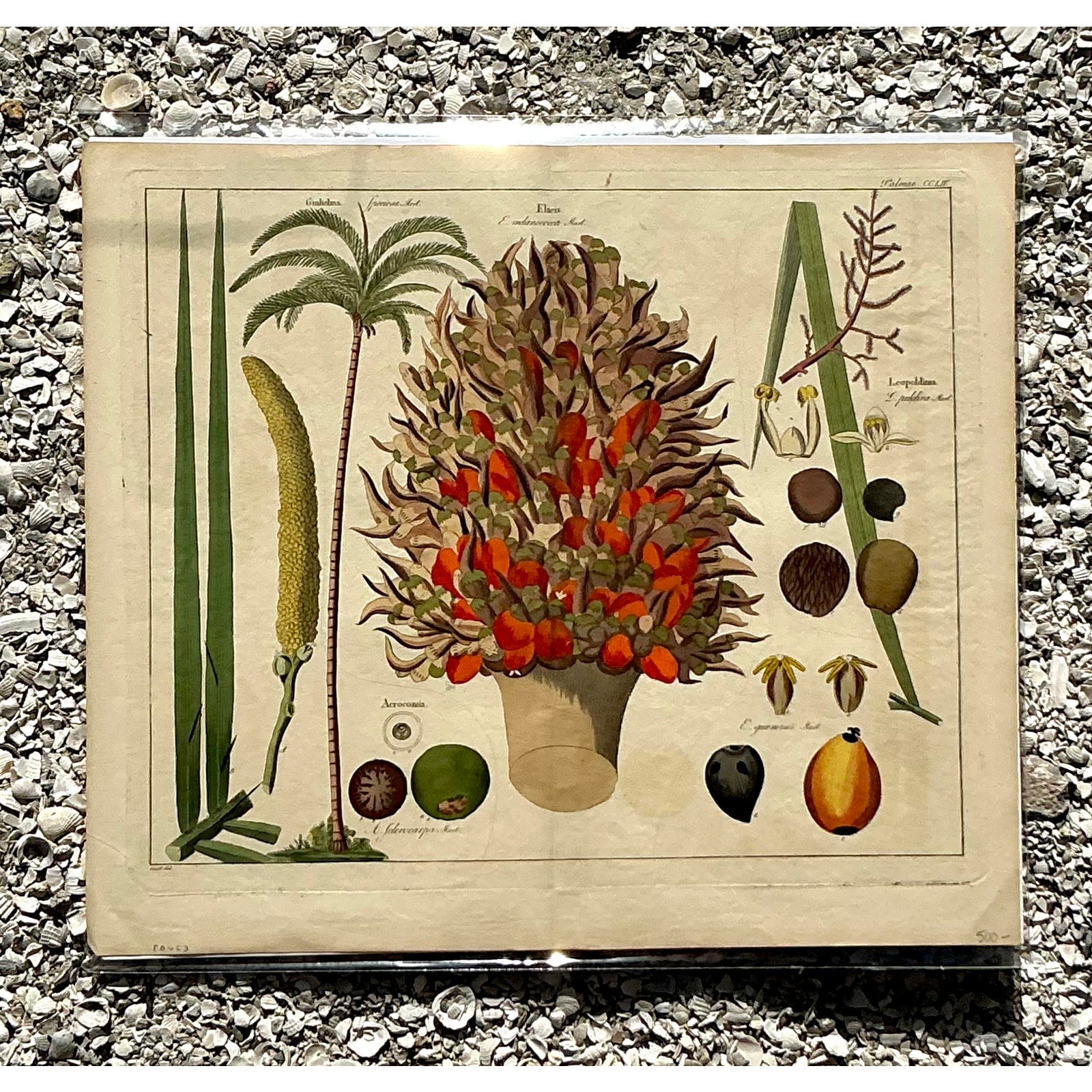 Vintage Boho Botanical Engraving - Detail view