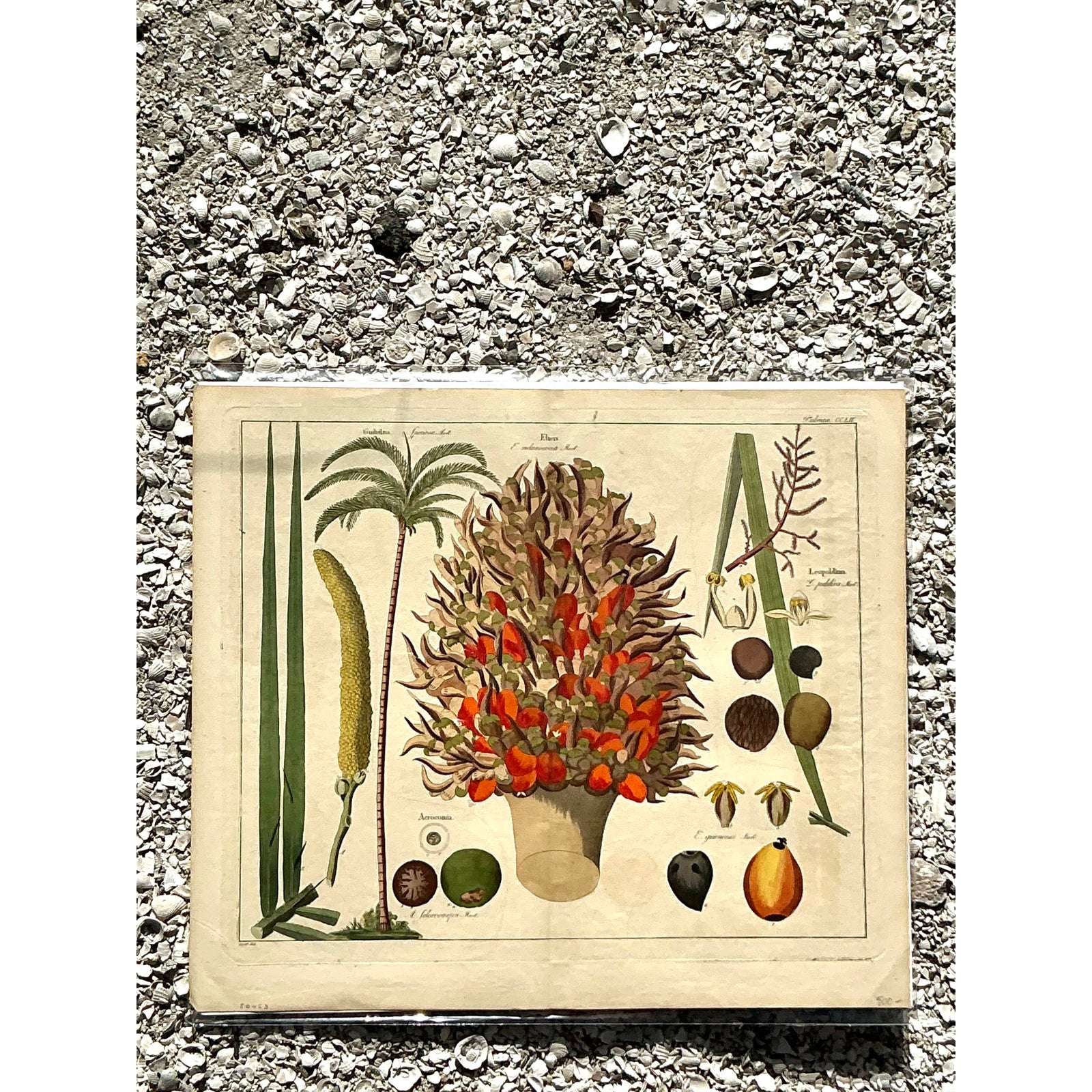 Vintage Boho Botanical Engraving - Top view