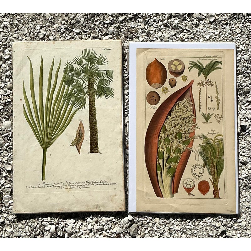 Vintage Boho Botanical Engravings - Set of 2