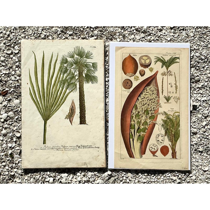 Vintage Boho Botanical Engravings - Set of 2 - Detail view