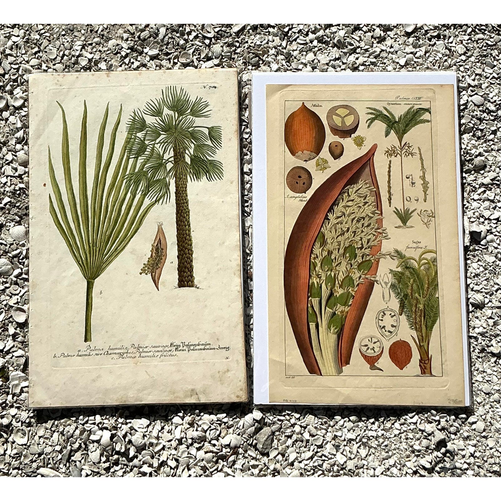 Vintage Boho Botanical Engravings - Set of 2 - Top view