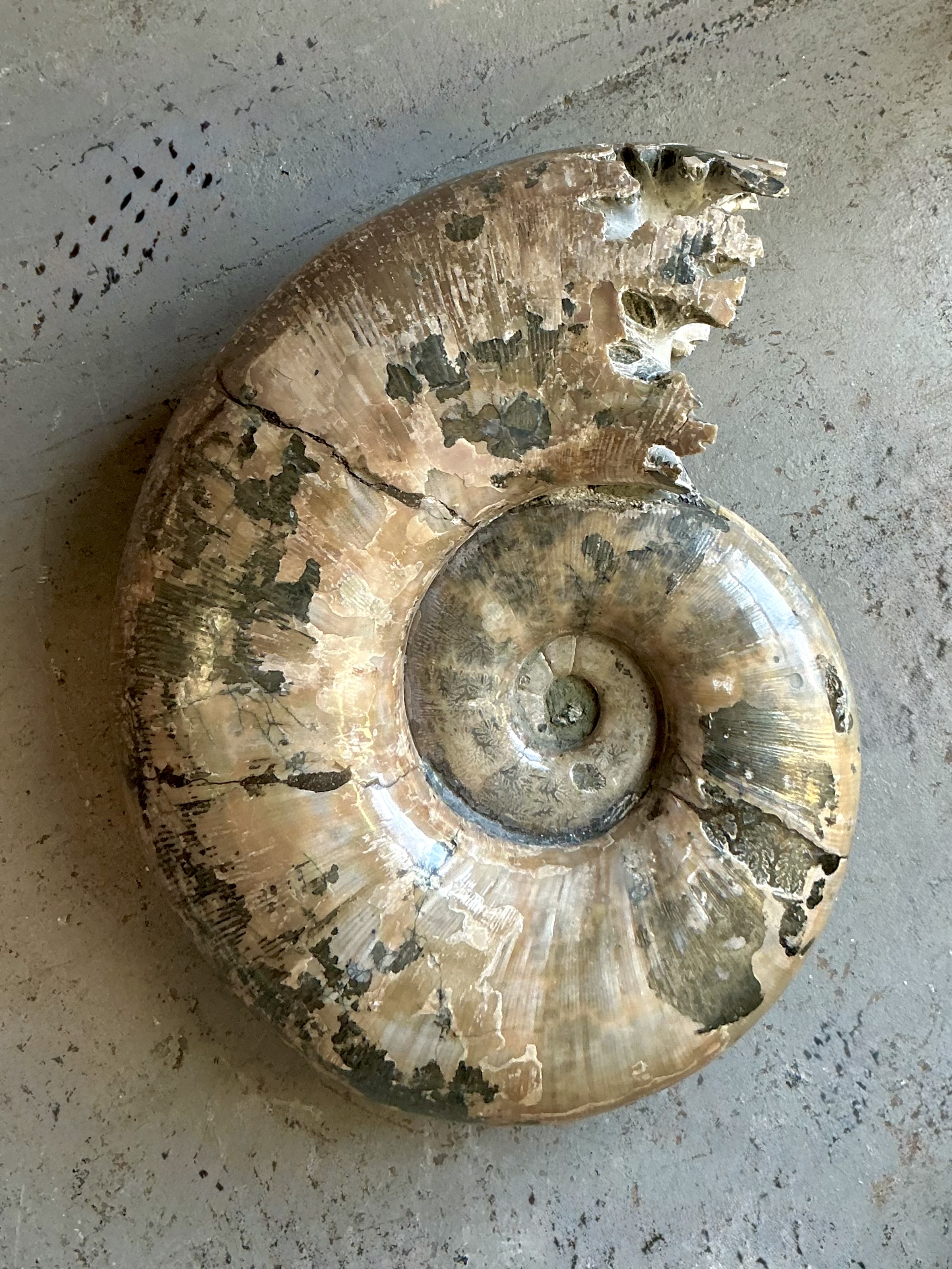 Vintage Boho Extra Large Ammonite Specimen - Detail view