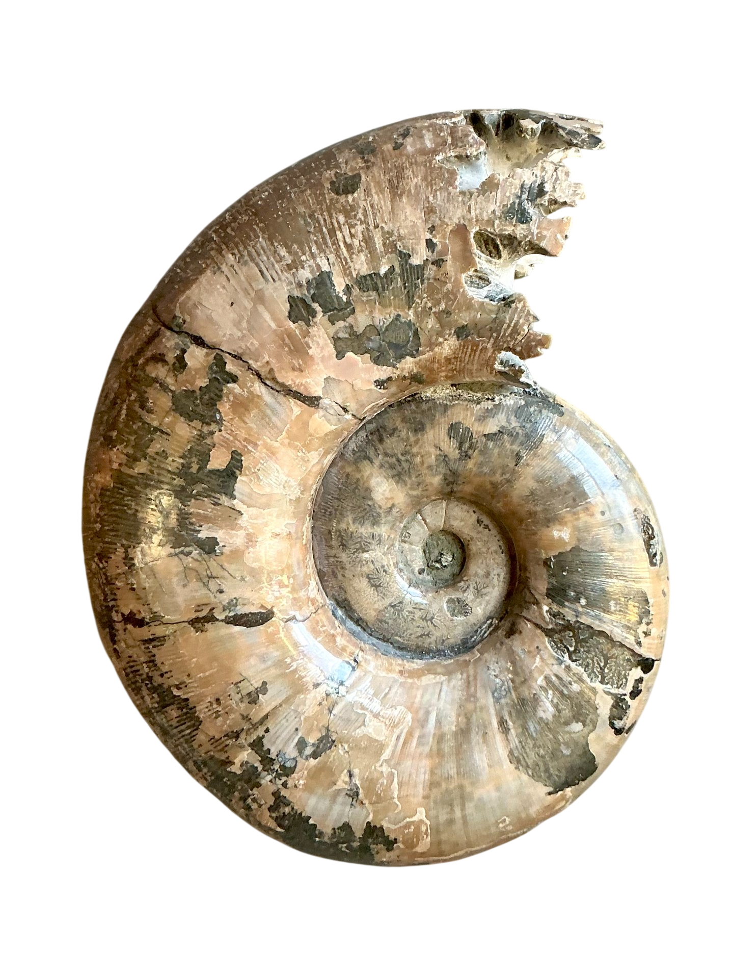 Vintage Boho Extra Large Ammonite Specimen