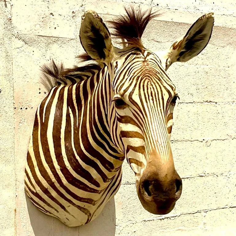 Vintage Boho Shoulder Wall Mount Zebra - Back view