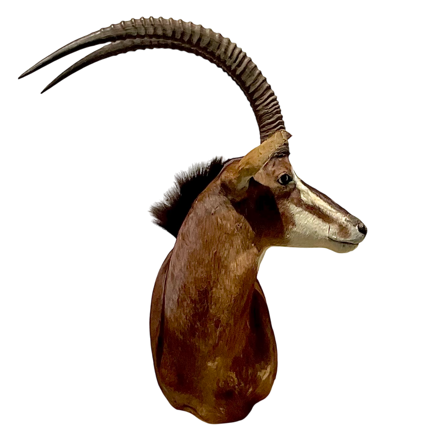 Vintage Boho Taxidermy Wall Mount - Detail view