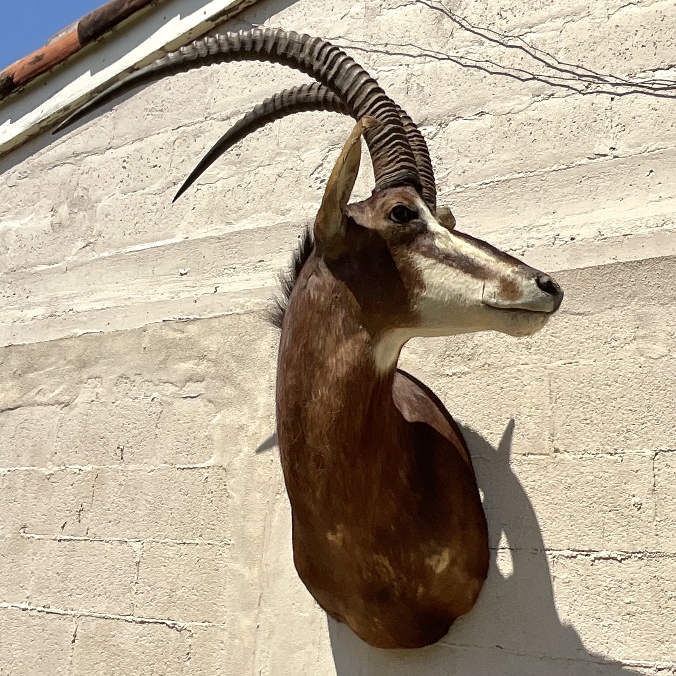 Vintage Boho Taxidermy Wall Mount - Top view