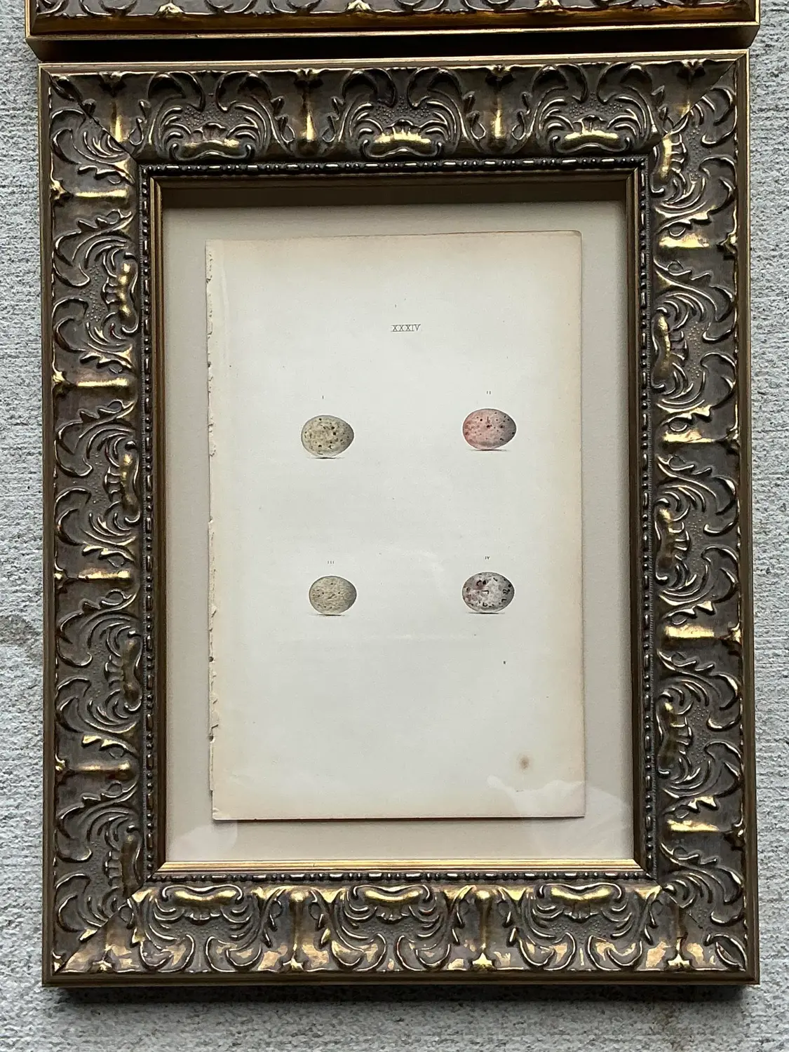 Vintage Book Prints of Eggs - Set of 3 - Top view