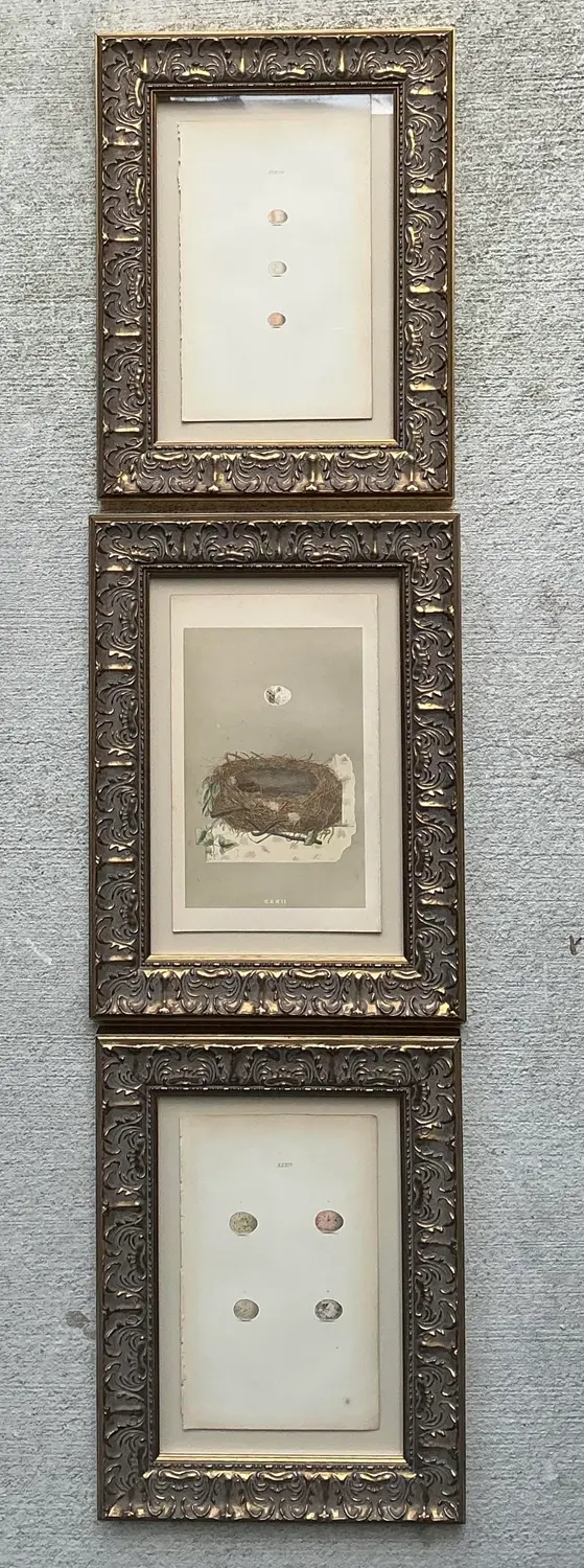 Vintage Book Prints of Eggs - Set of 3 - Detail view