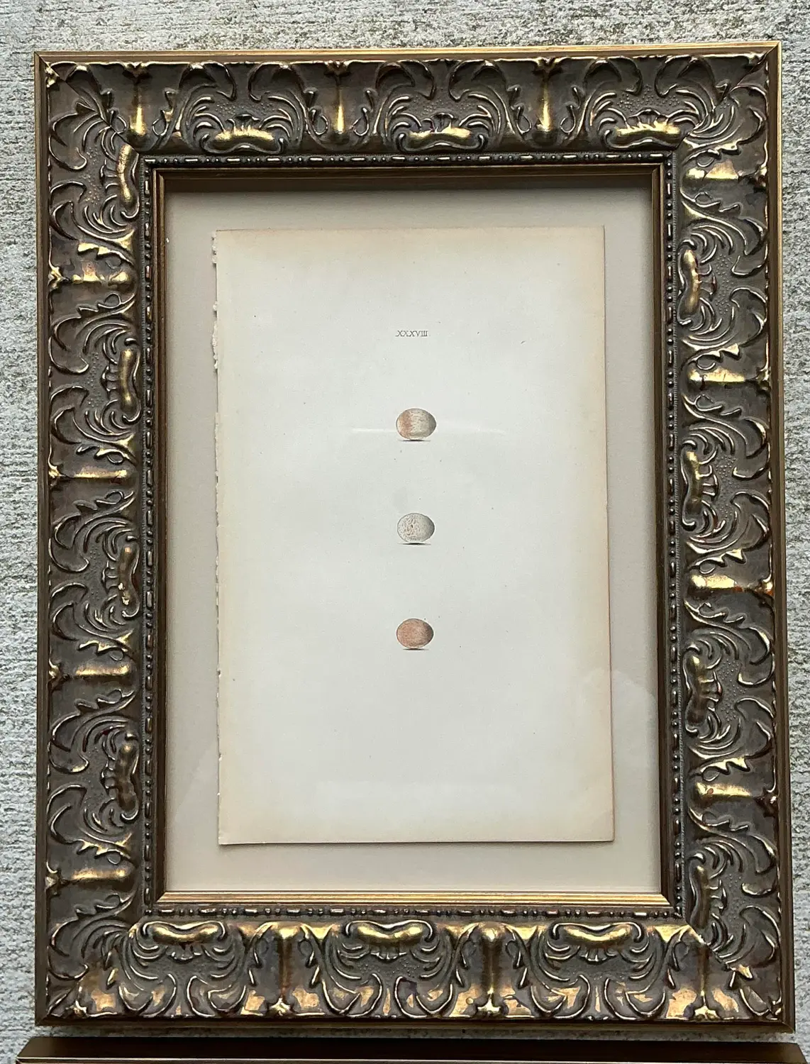 Vintage Book Prints of Eggs - Set of 3 - Back view