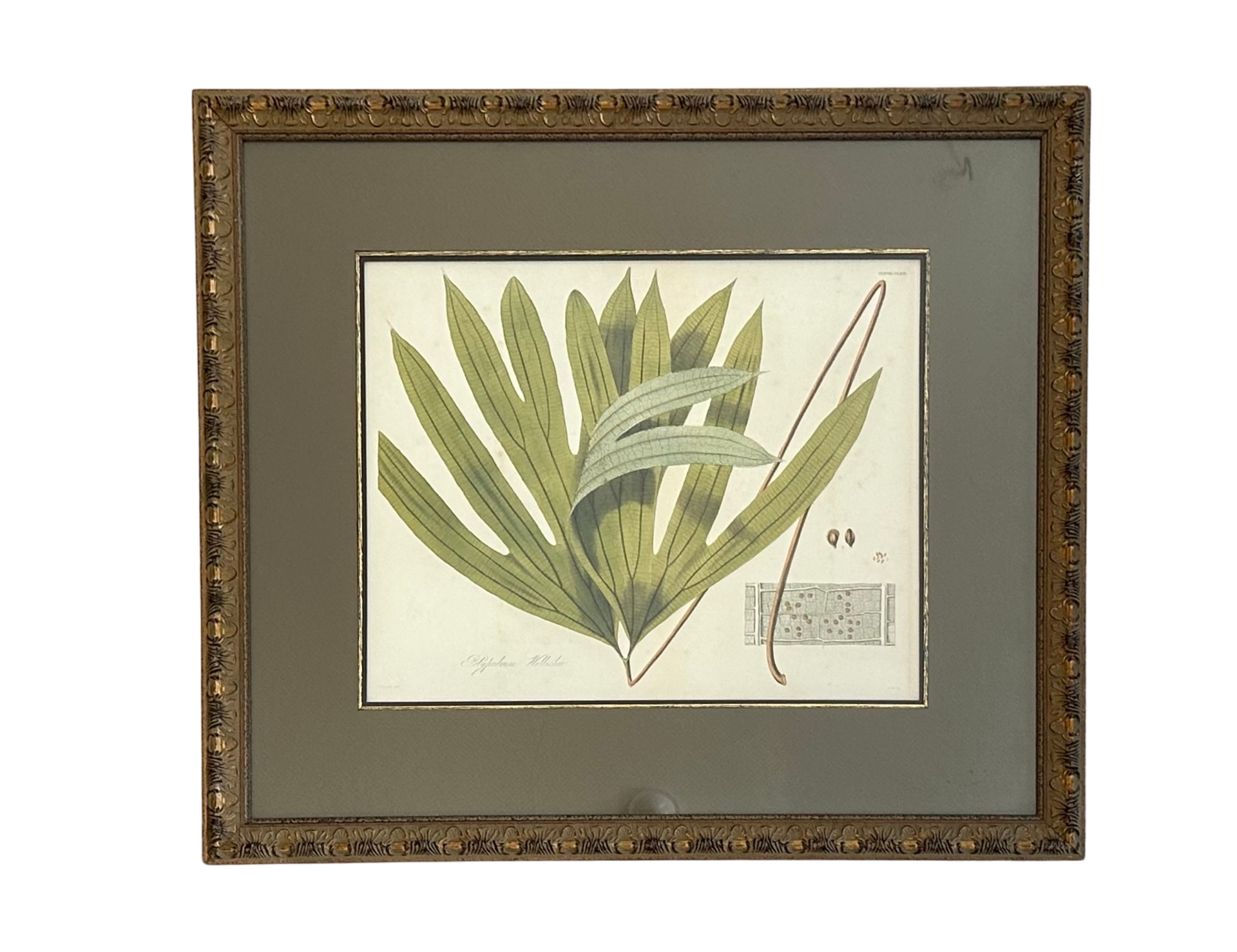 Vintage Botanical Framed Print of Leaf